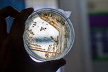 A petri dish with bacteria cultures.
