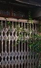Vines growing on a metal gate.