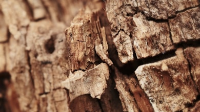 Sedir Ağacı Yağı Kullanımının Faydaları