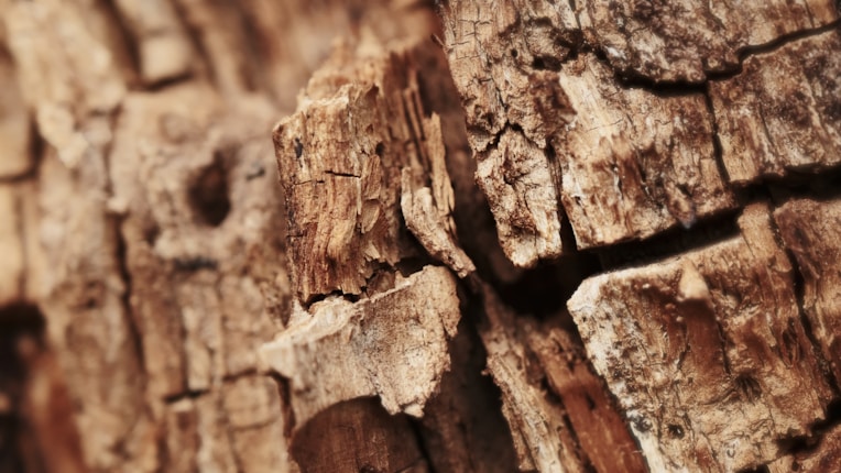 Sedir Ağacı Yağı Kullanımının Faydaları