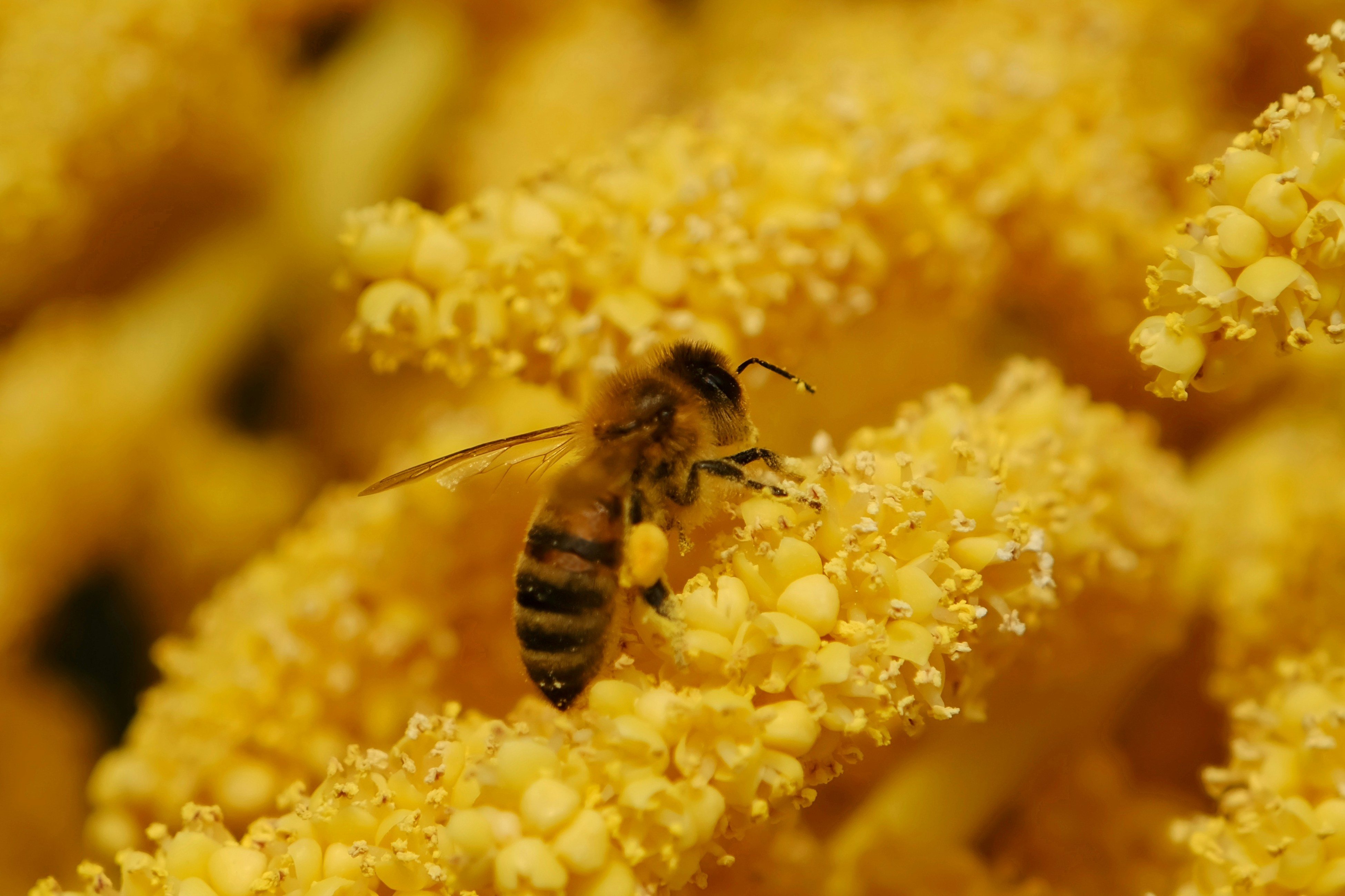 A bee collects pollen from a flower.