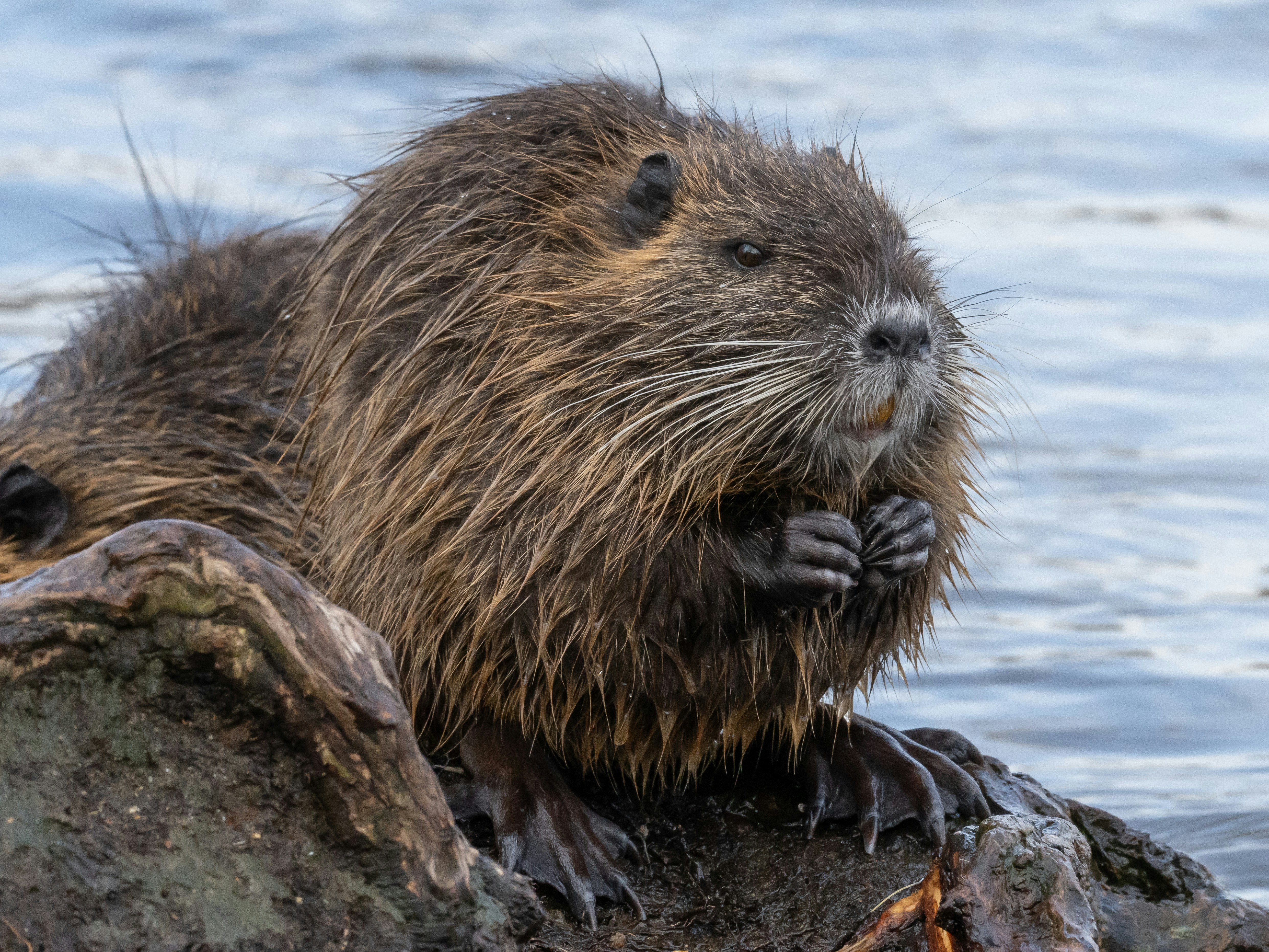 Photo by sinisalekovic