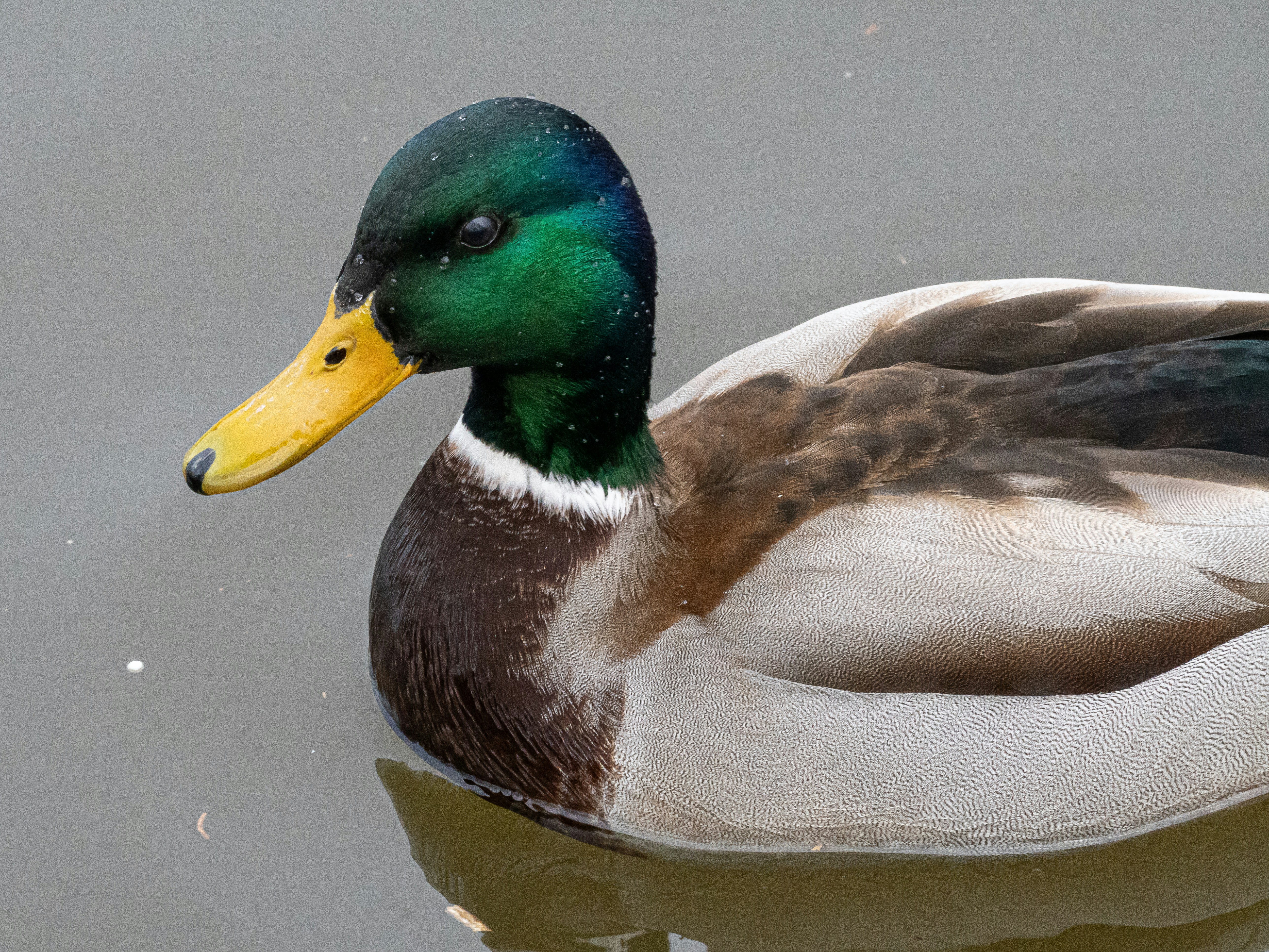 Photo by sinisalekovic