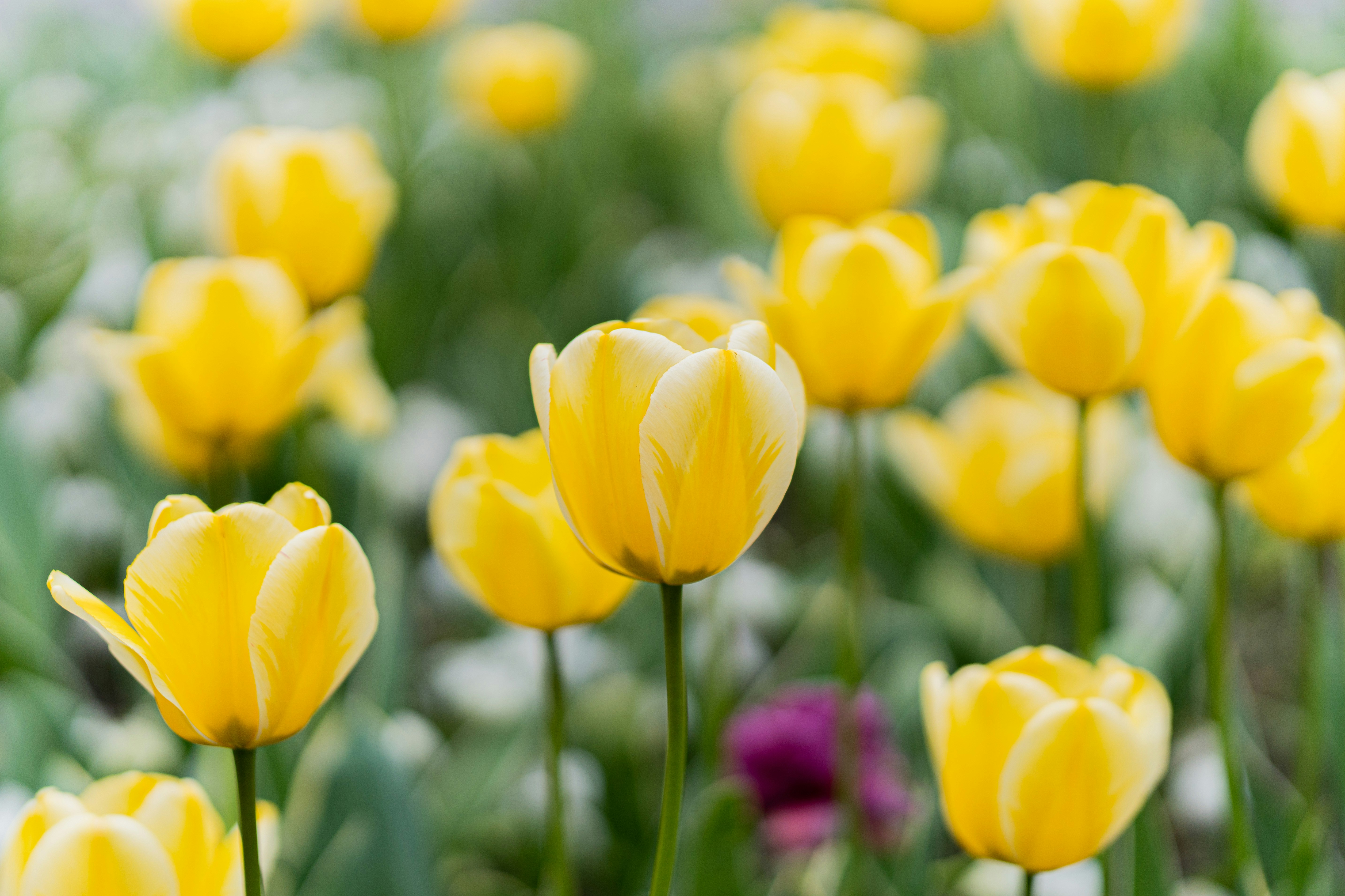 Photo by sinisalekovic