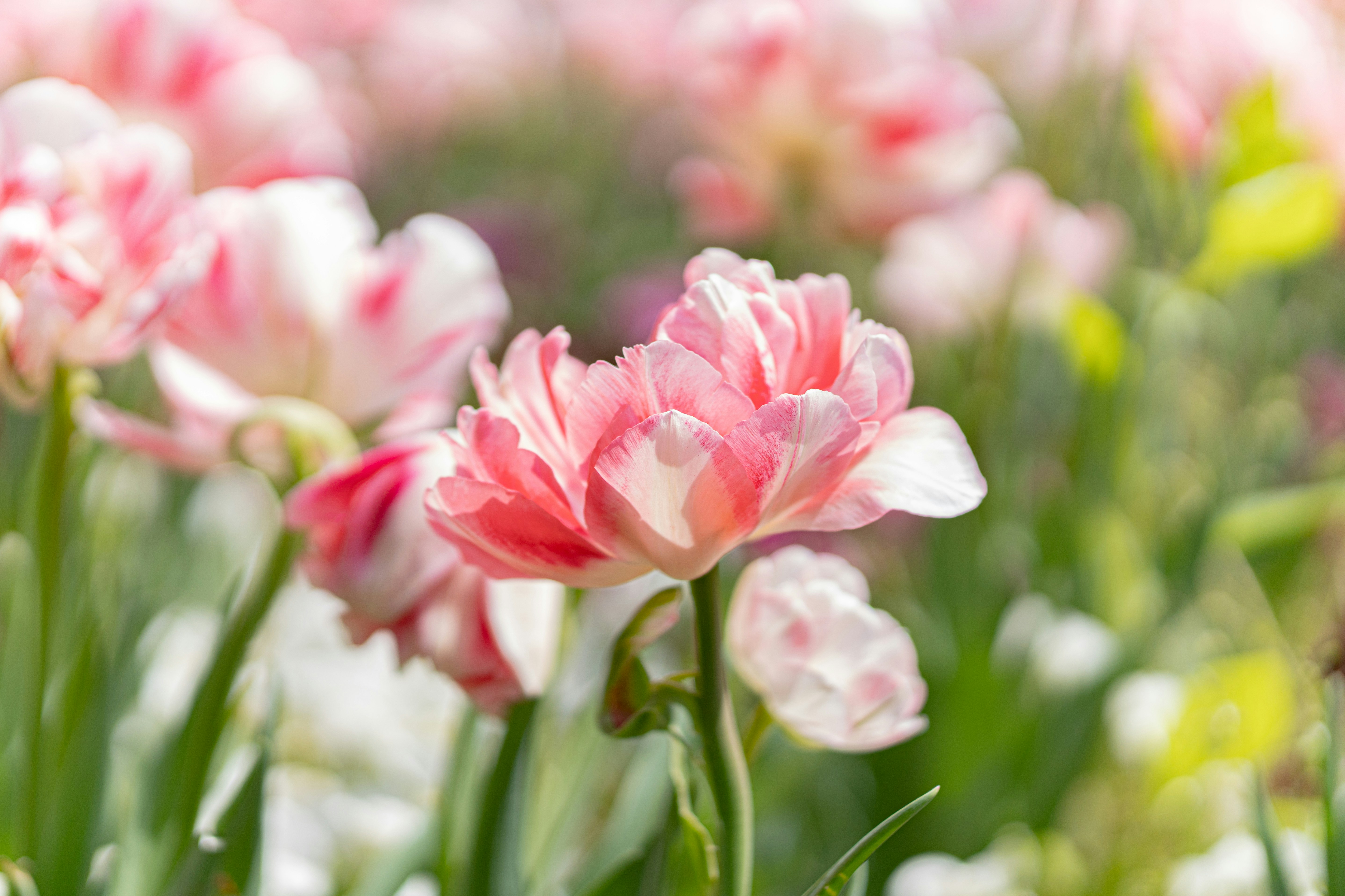 Photo by sinisalekovic