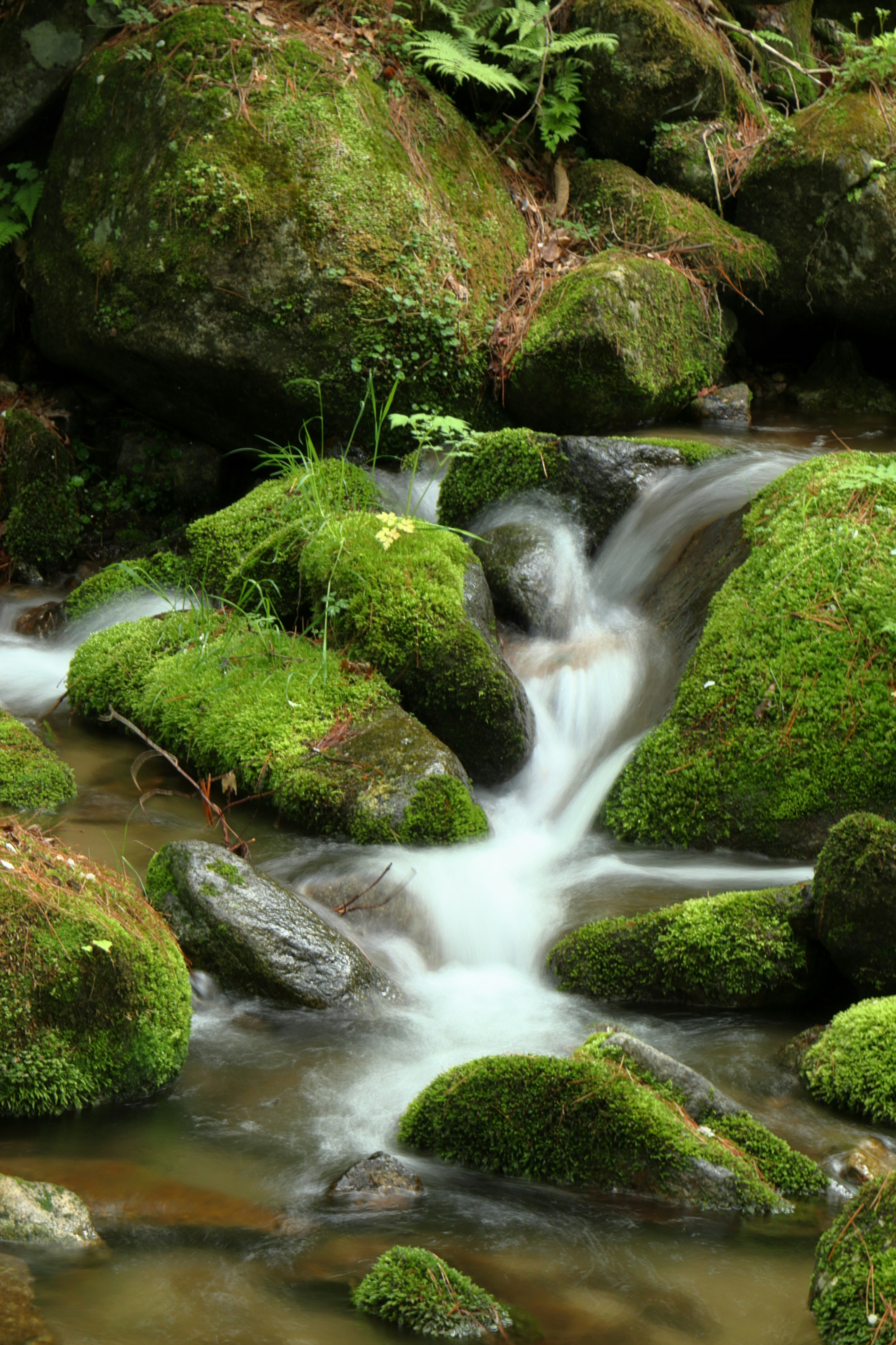 Water flows through moss-covered rocks in a stream. photo – Free Land ...