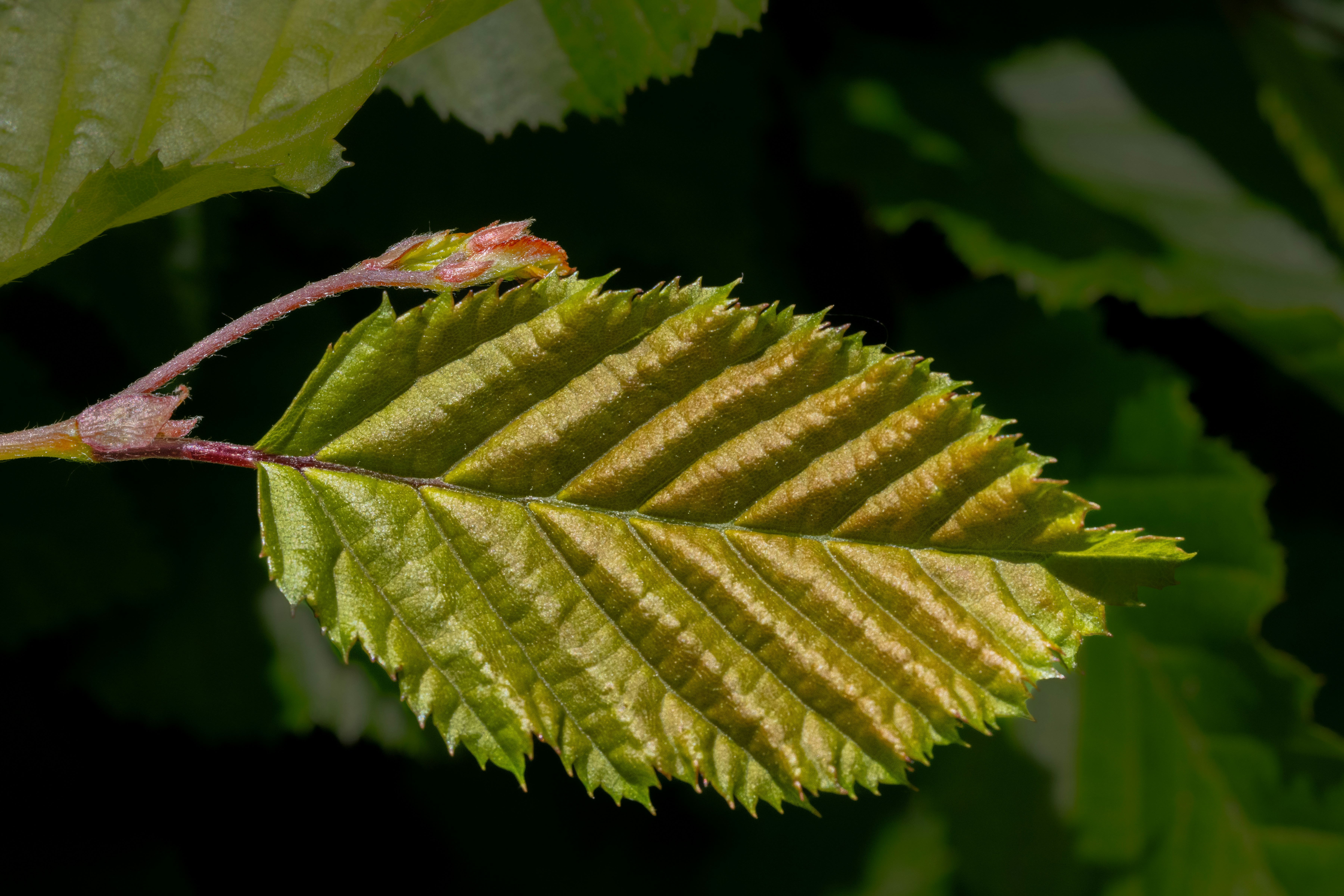 Photo by siegfriedpoepperl