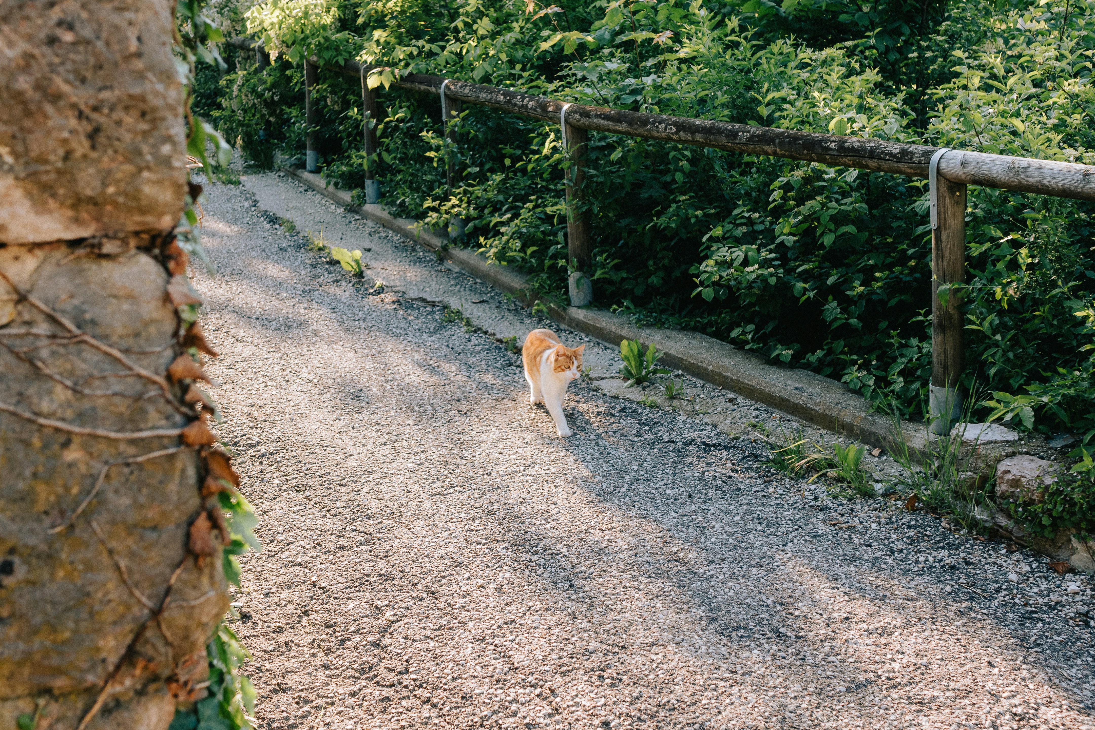 Photo by miraxh