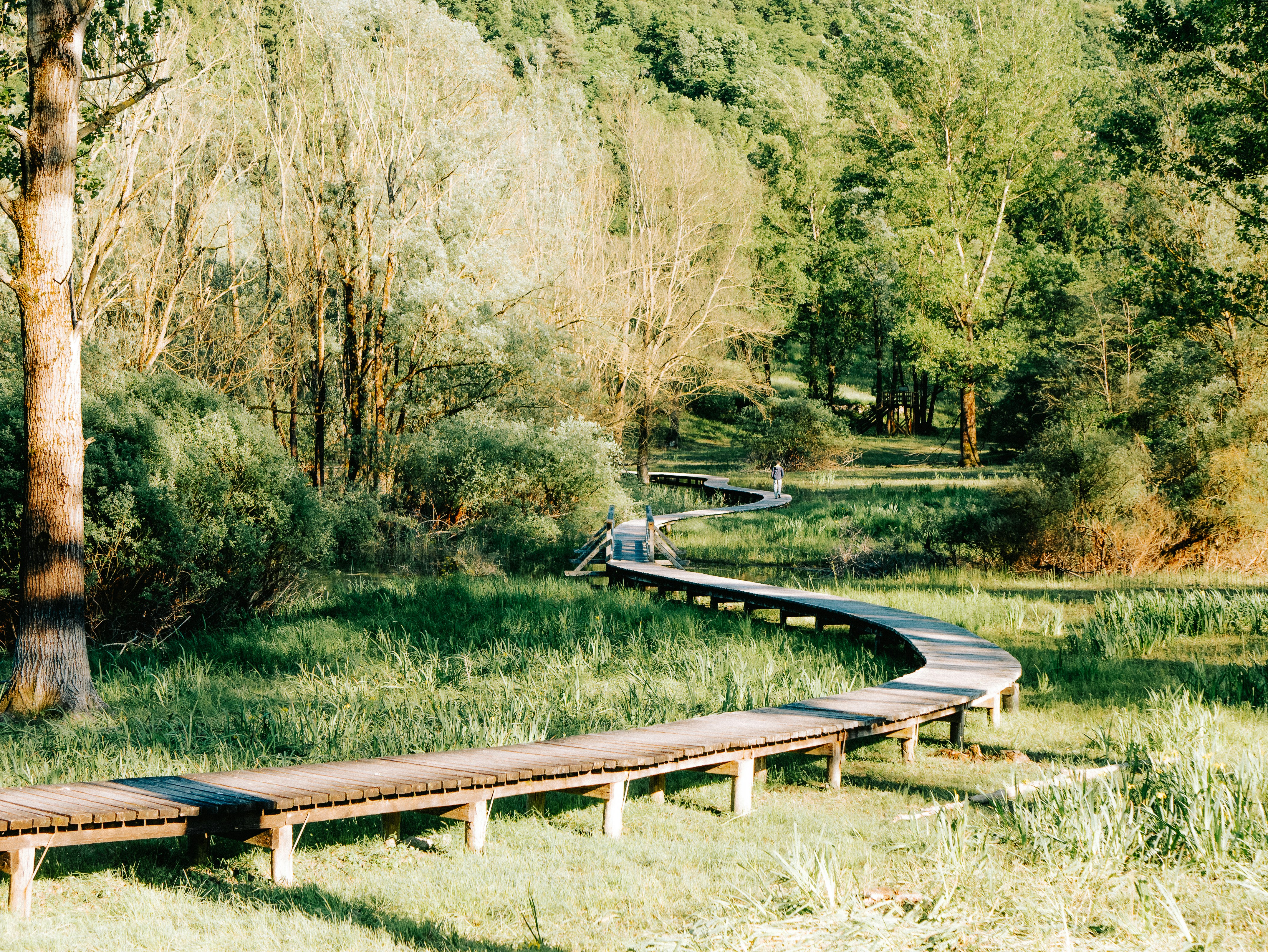 A winding boardwalk leads through the lush greenery.