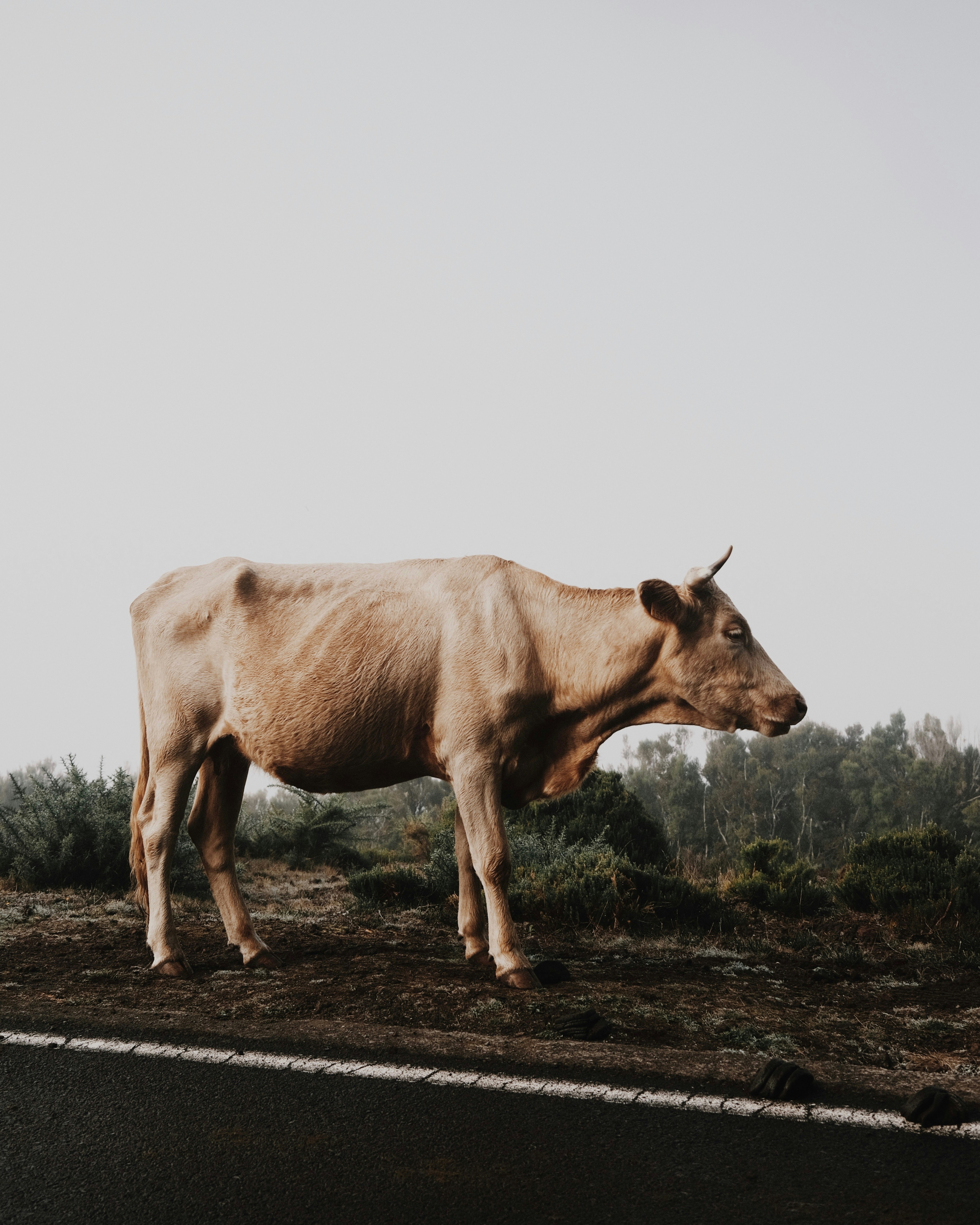 A light-brown cow stands beside a road.