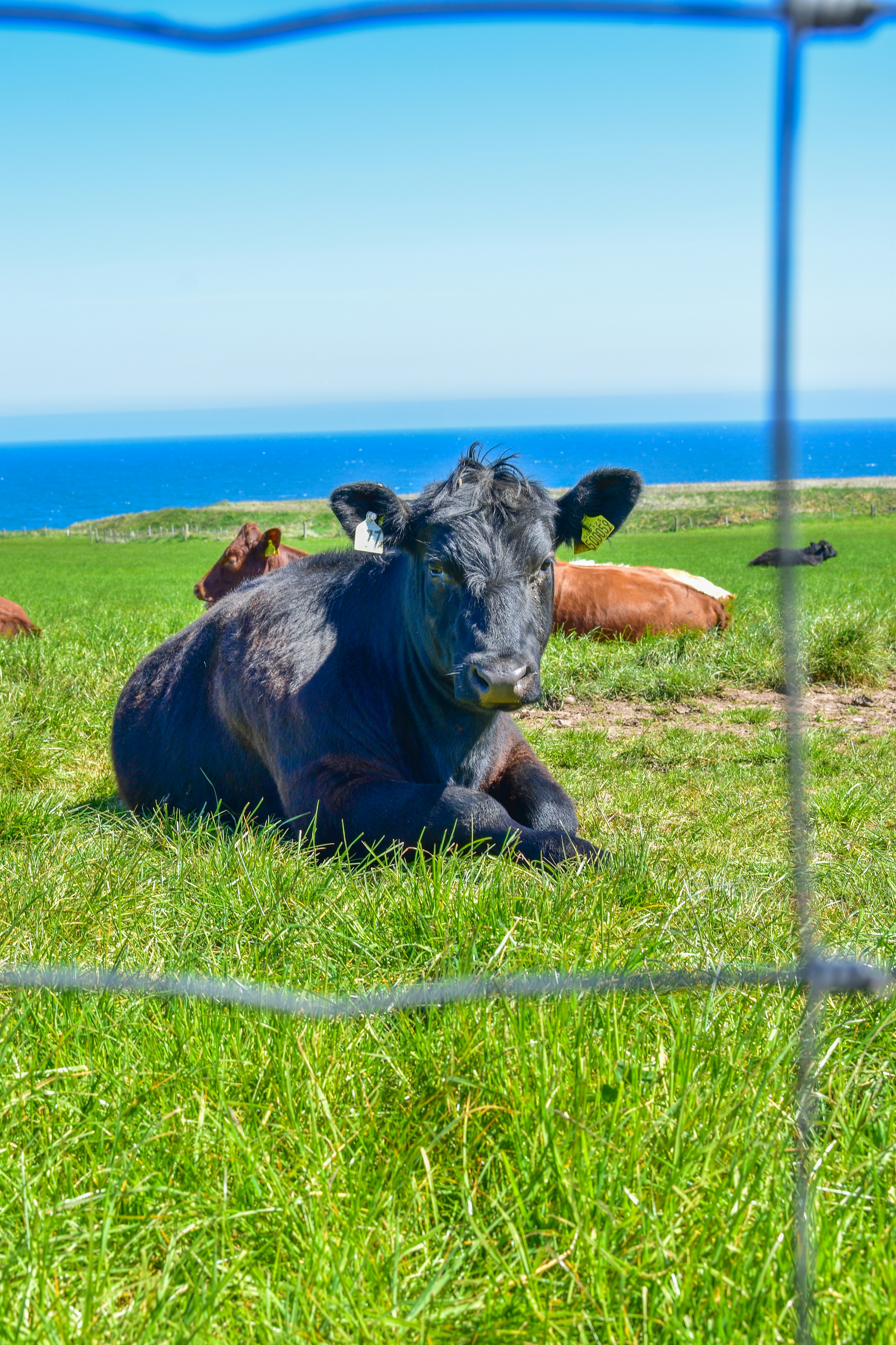 Cow rests in a field near the ocean.