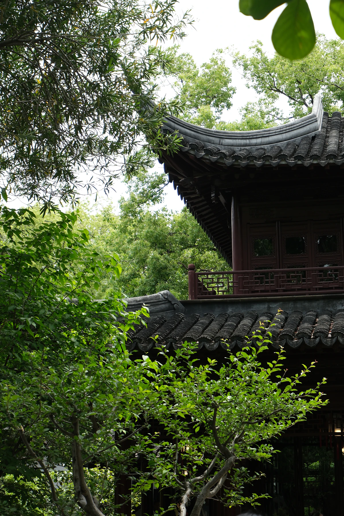 Greenery over a traditional roofline in Shanghai