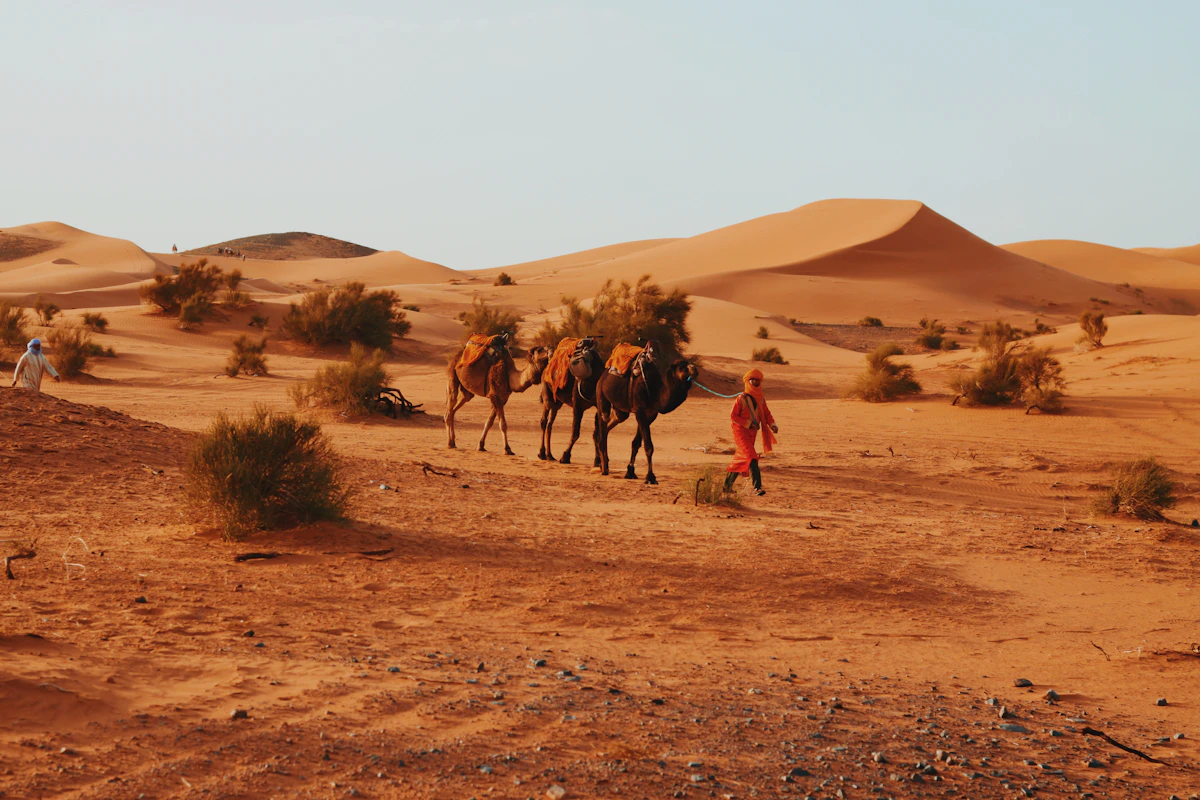 A guide leading a camel caravan across the Sahara dunes at Merzouga