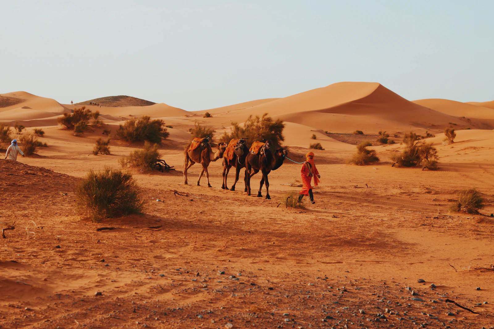 Guide leading camels across the Sahara dunes at Merzouga