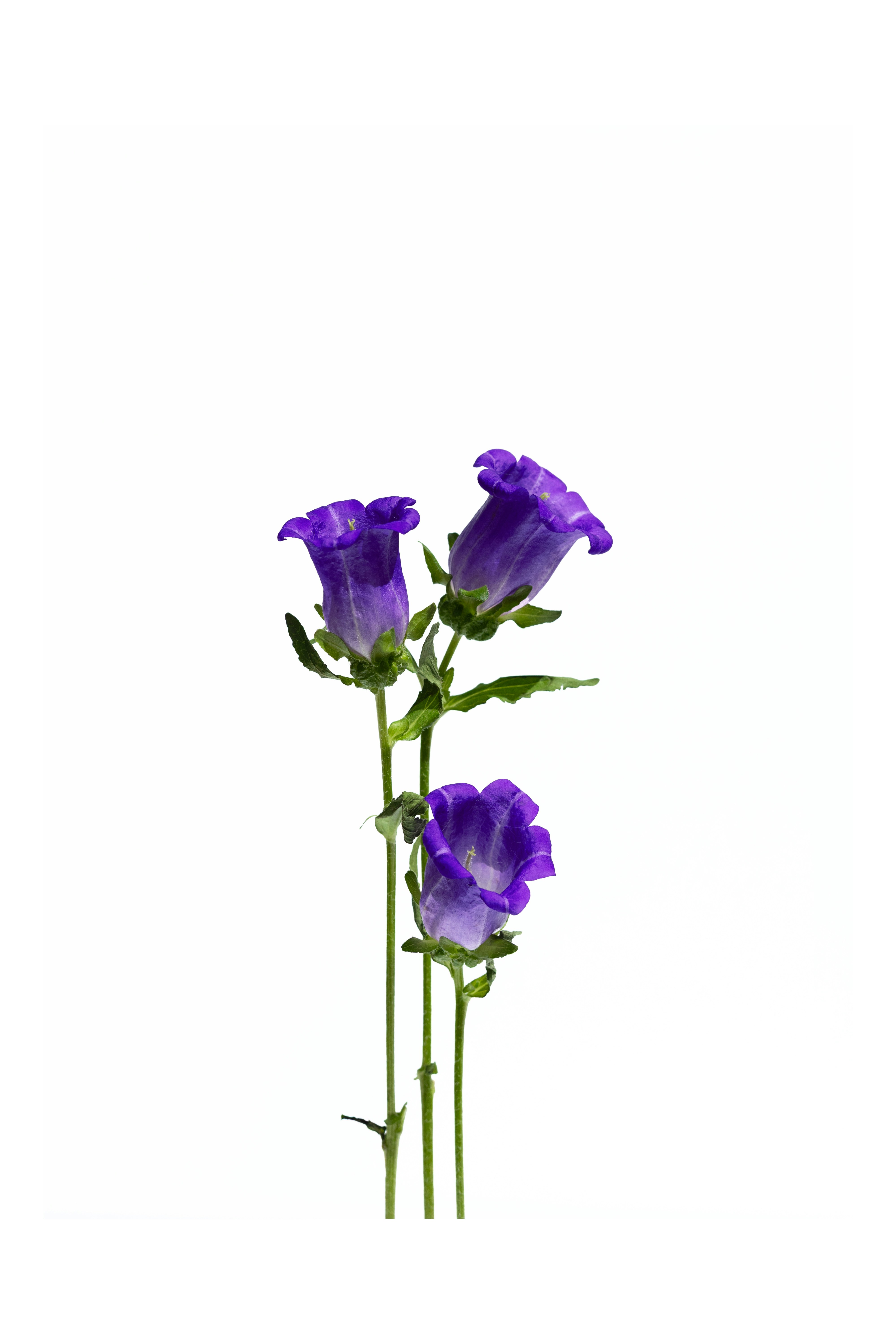 Las campanillas moradas se yerguen sobre un fondo blanco.