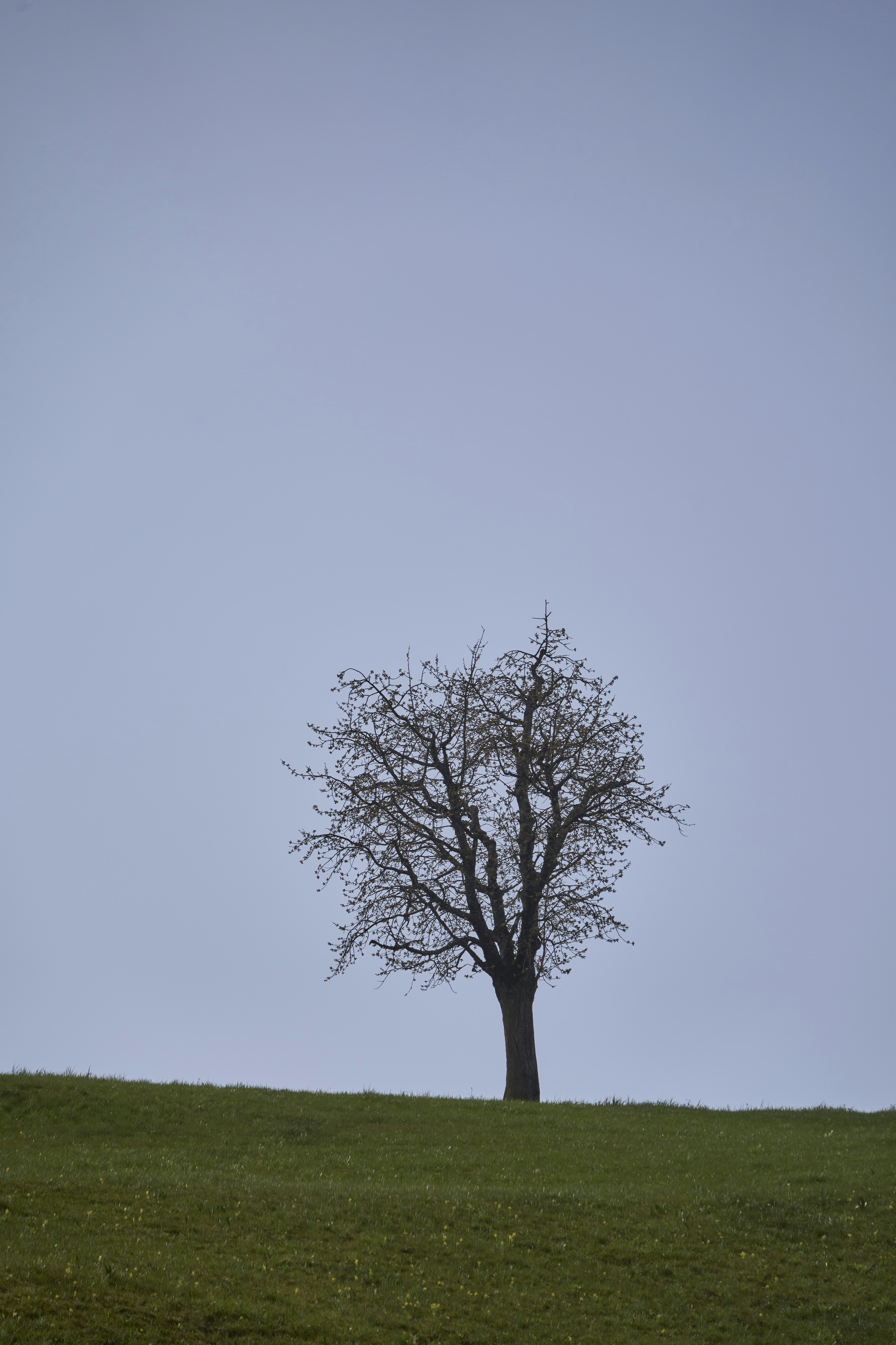 Photo by wolfgang_hasselmann