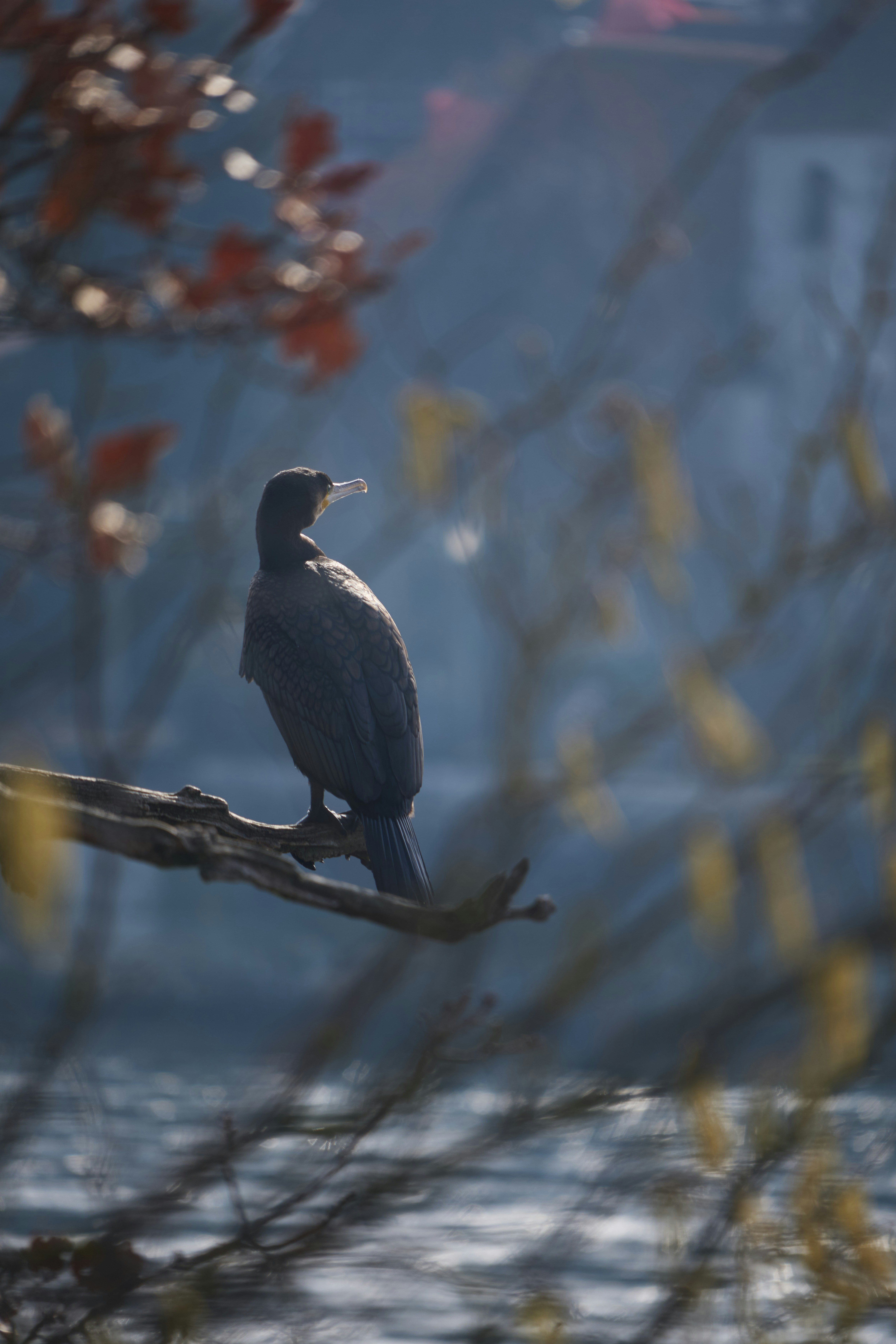 Photo by wolfgang_hasselmann