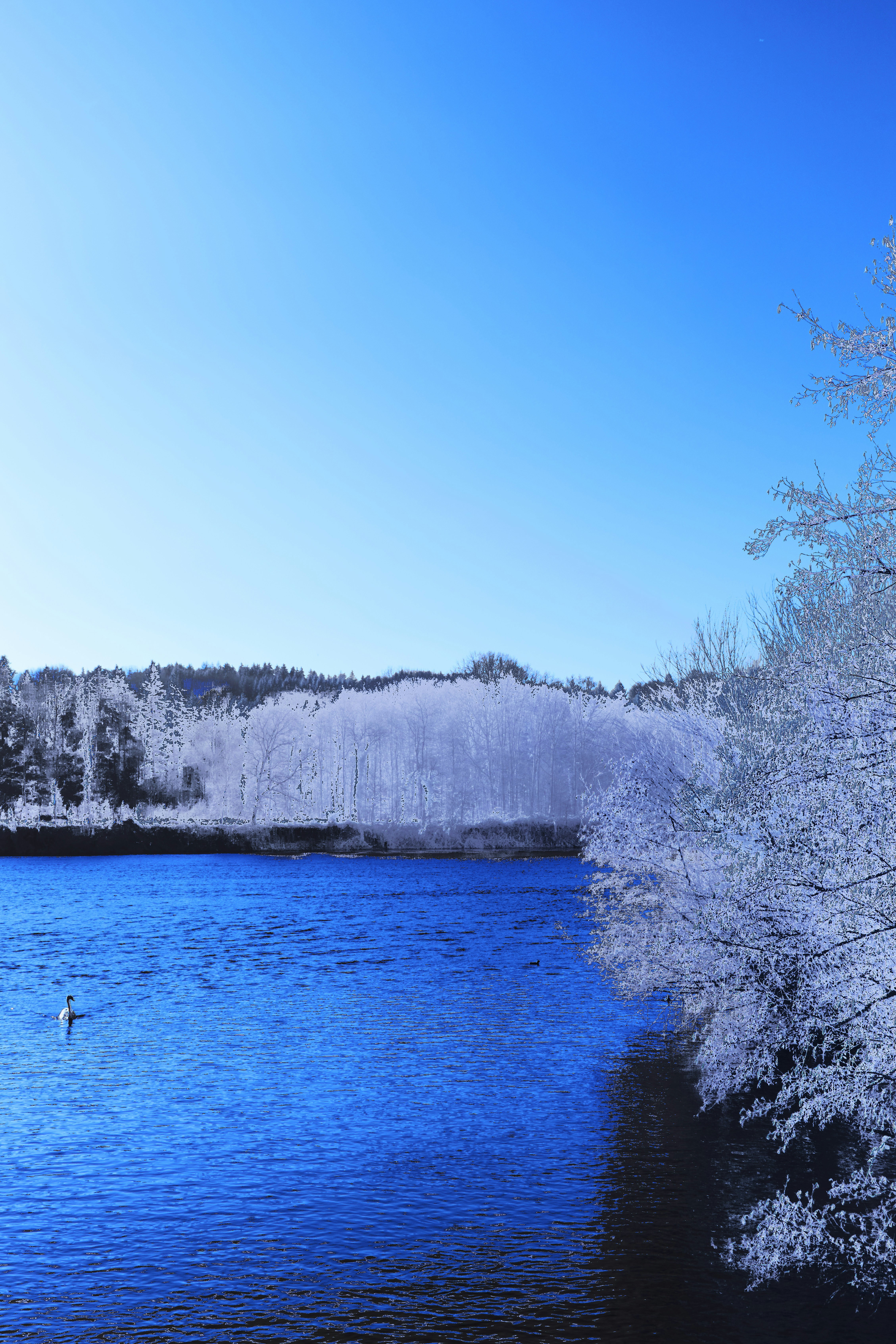 Photo by wolfgang_hasselmann