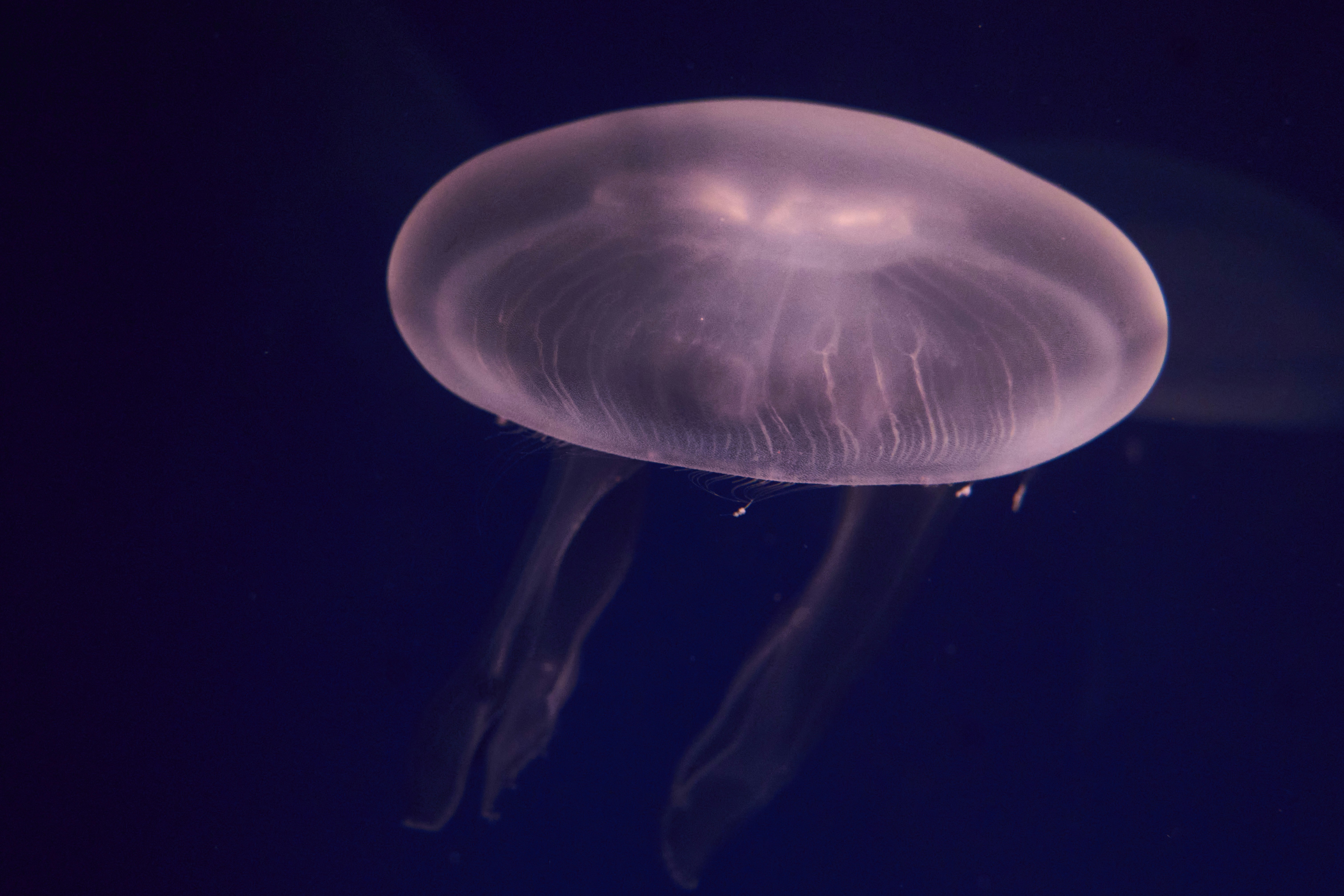 Photo by wolfgang_hasselmann