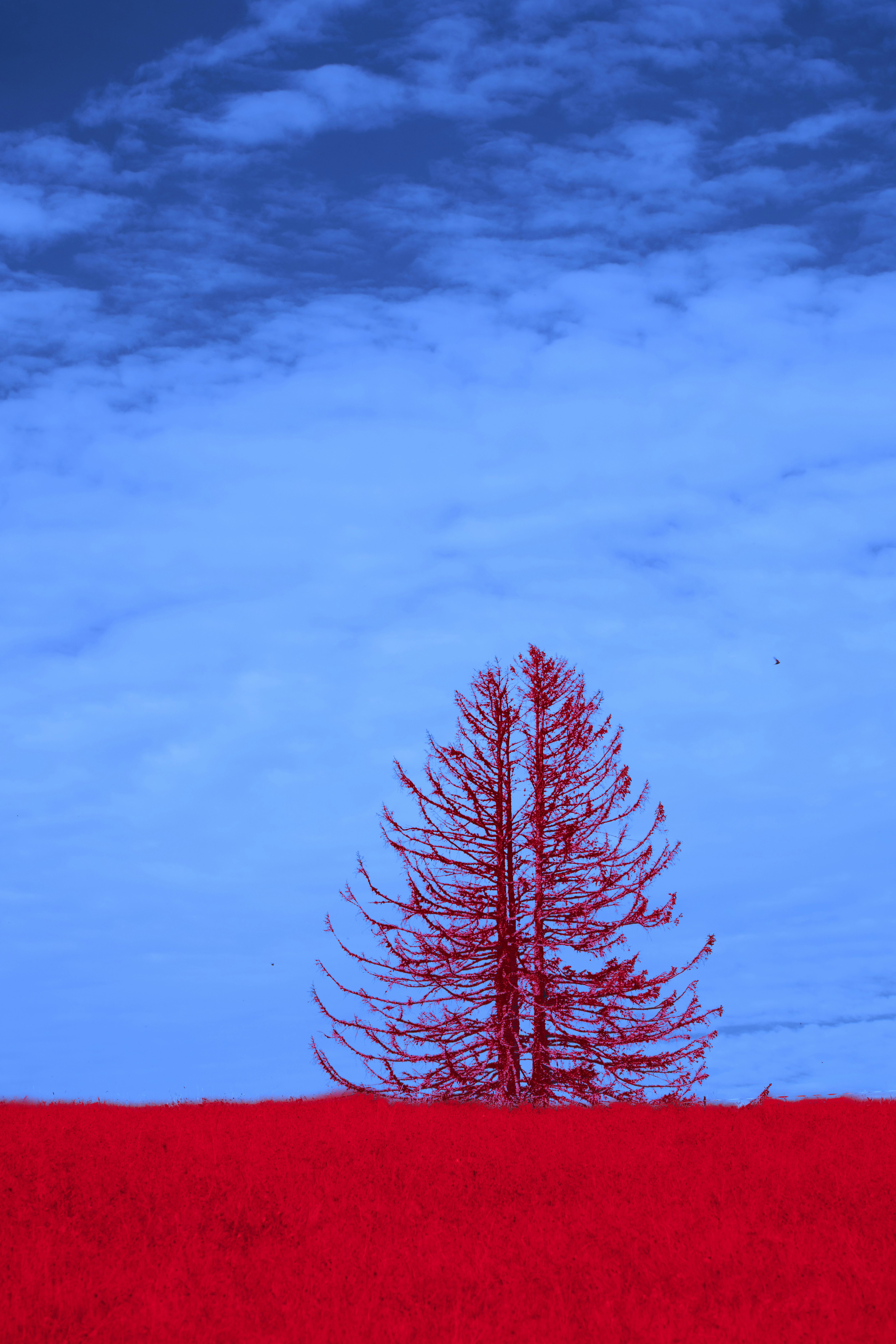 Photo by wolfgang_hasselmann