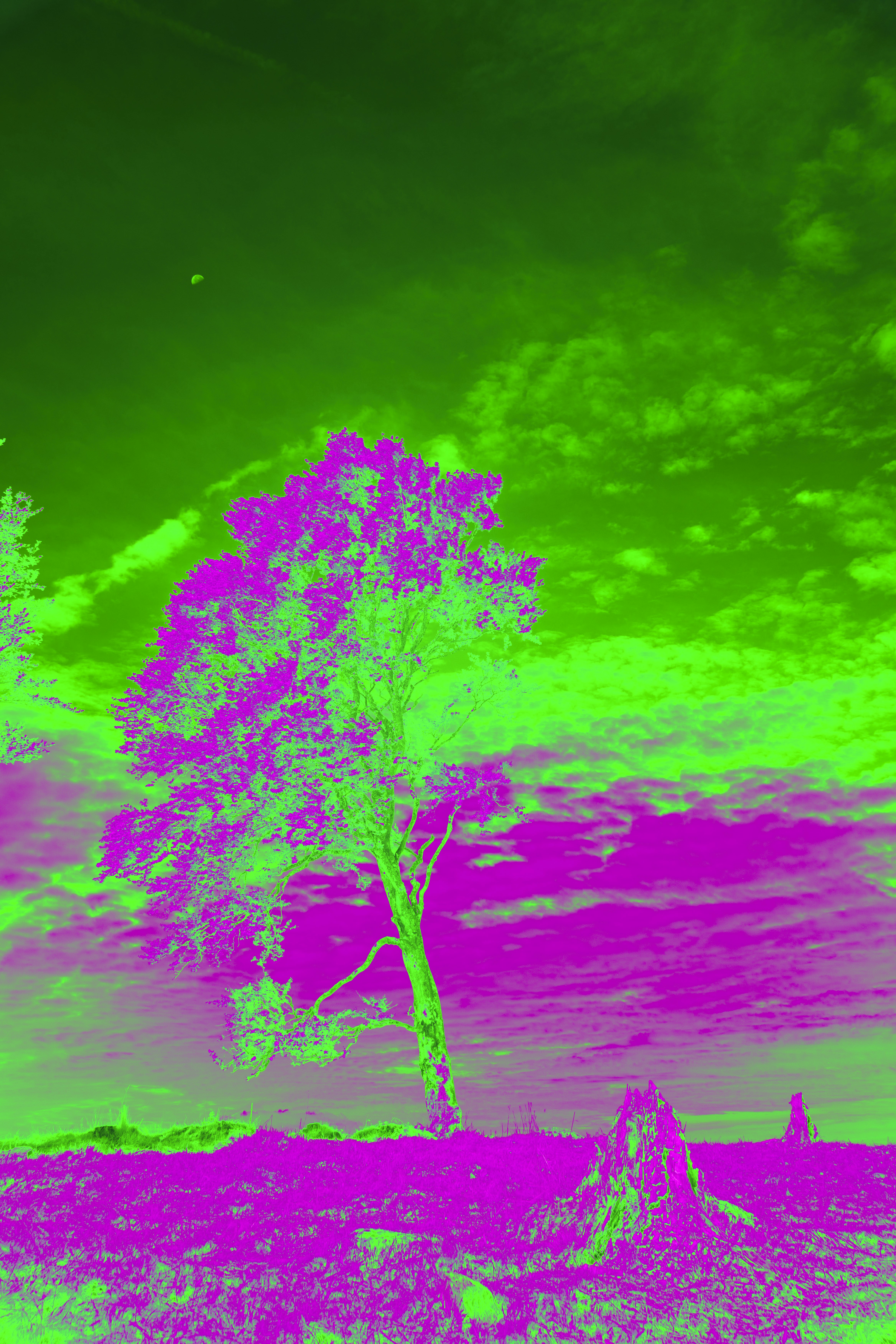 Photo by wolfgang_hasselmann