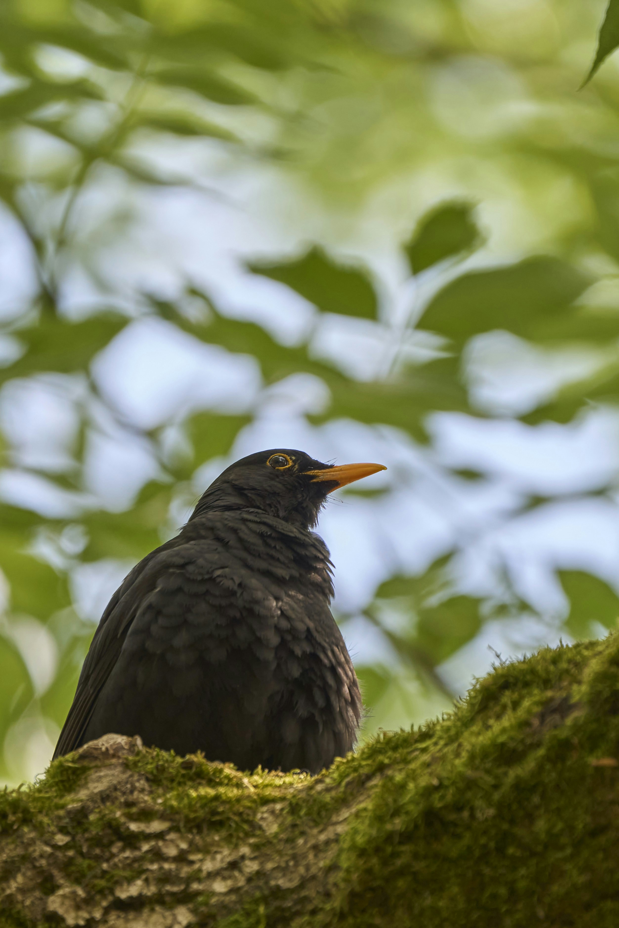 Photo by wolfgang_hasselmann