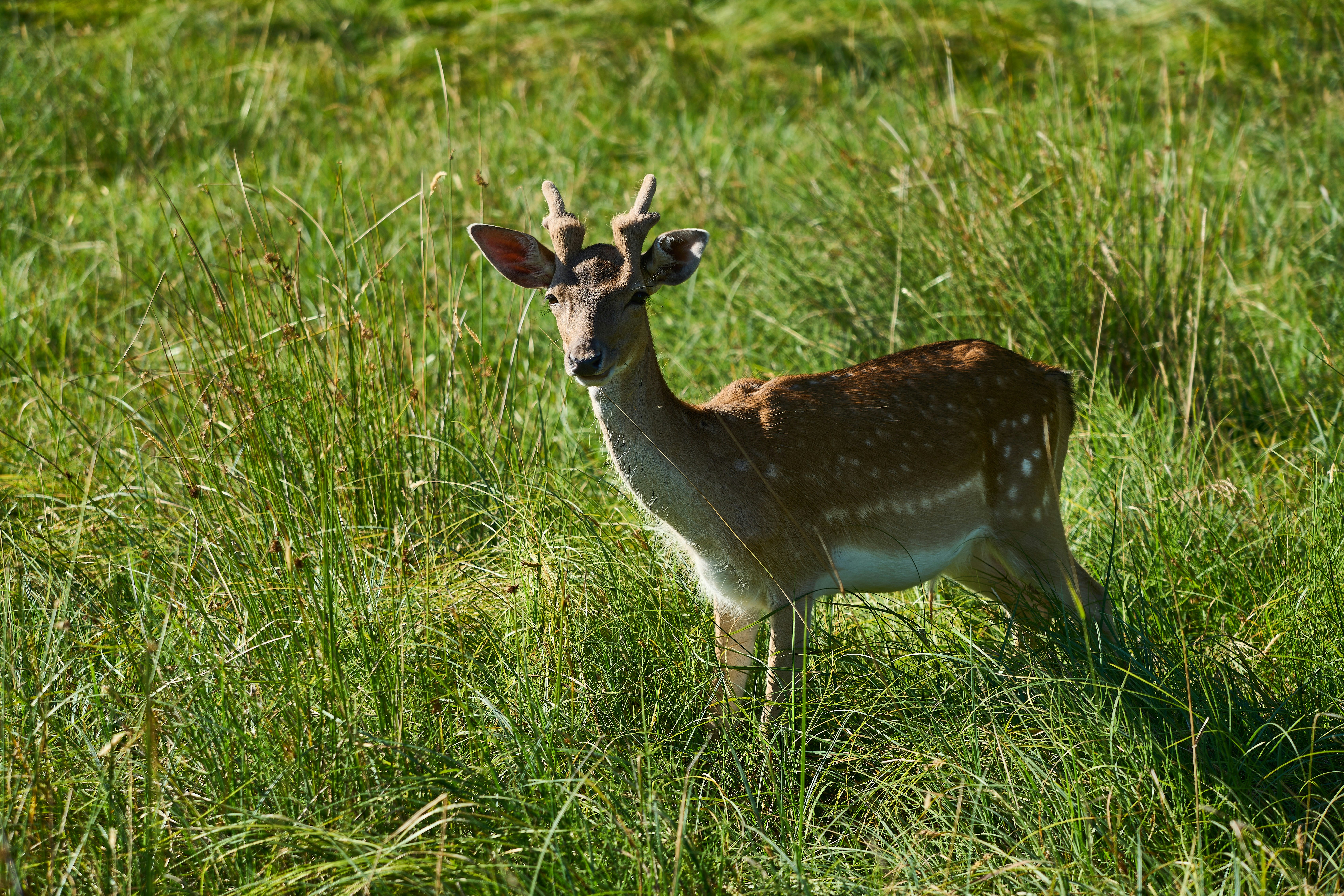 Photo by wolfgang_hasselmann