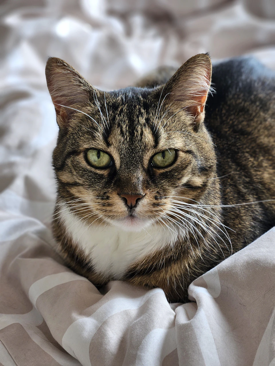 A brown and white cat is comfortably nestled on a bed, its head resting on a beige blanket with a subtle pattern. The cat's eyes are open, gazing directly at the camera, conveying a sense of calm and curiosity.