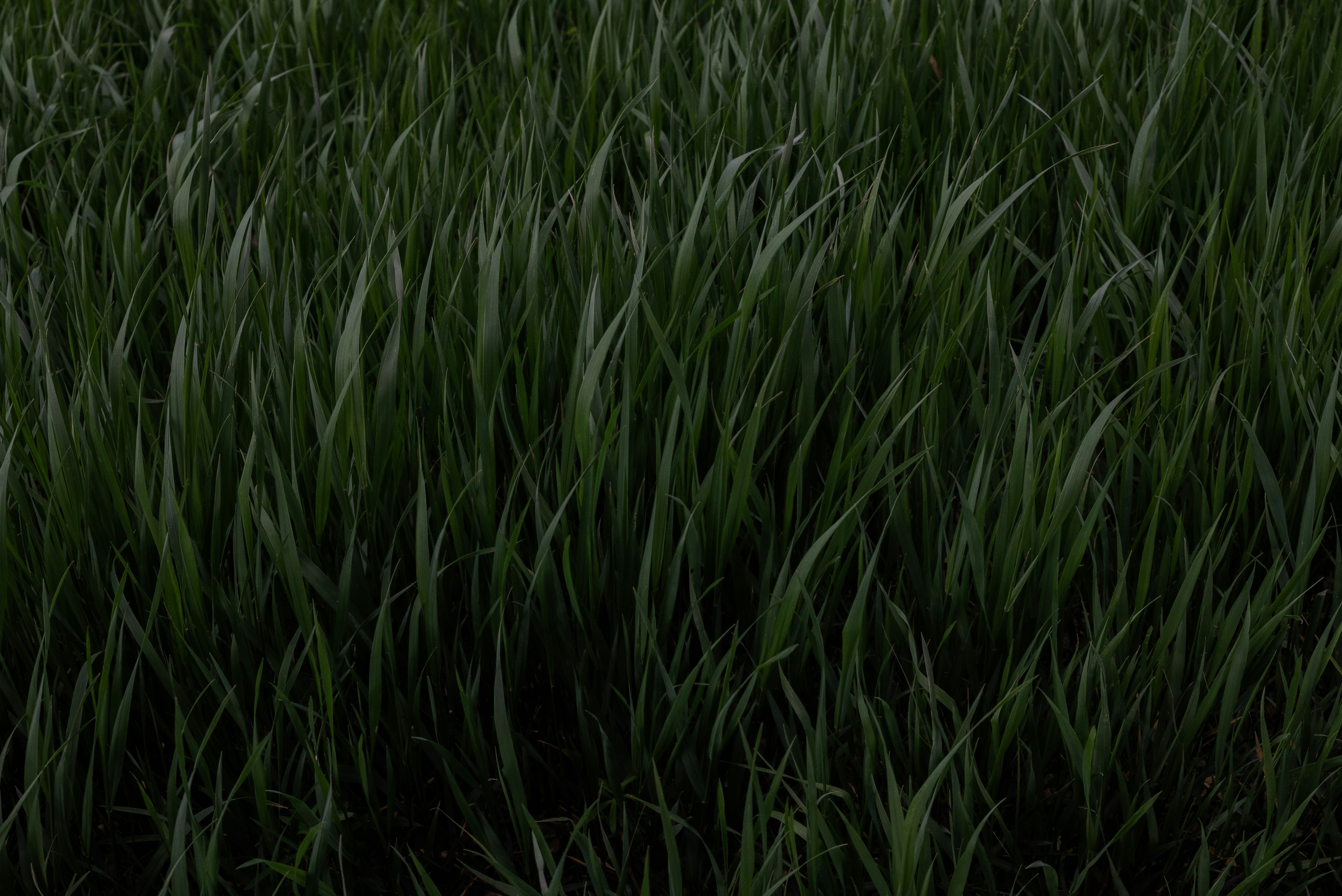 Photo by andrilliardbond