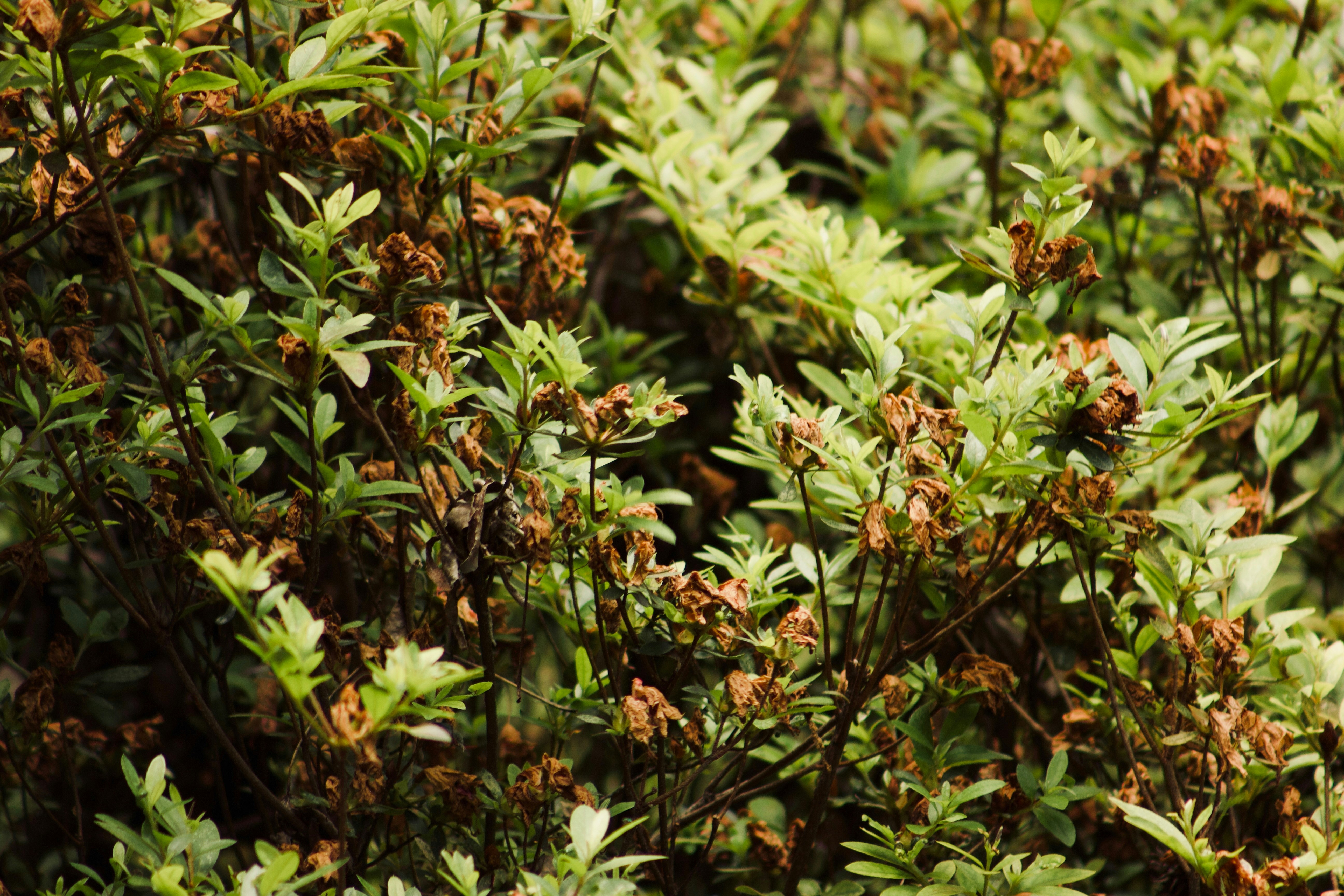 Photo by cartortilla