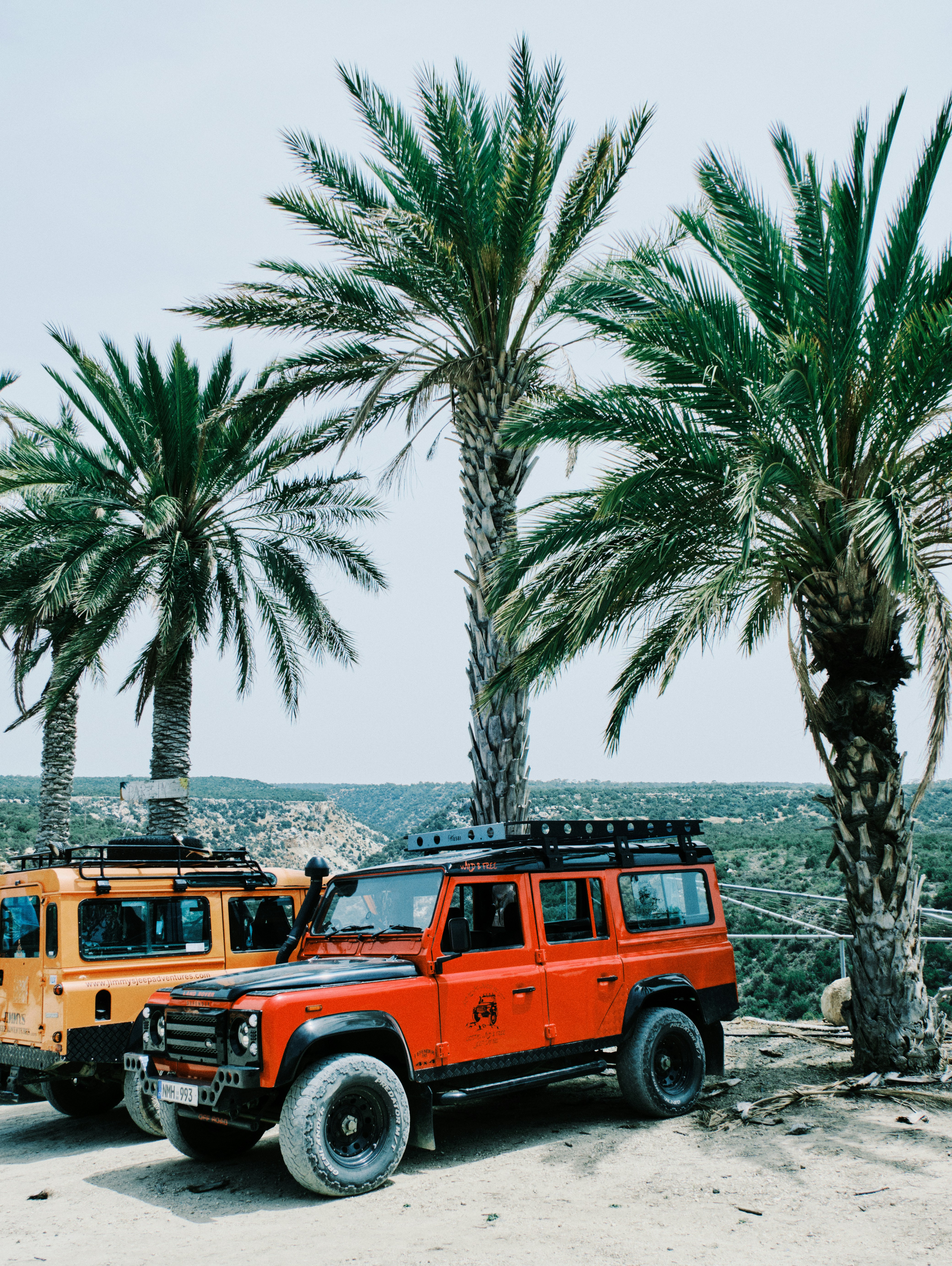 Adventure-ready suvs parked near palm trees.