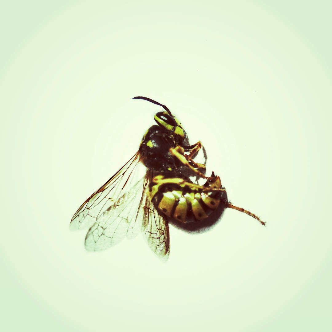 Wasps