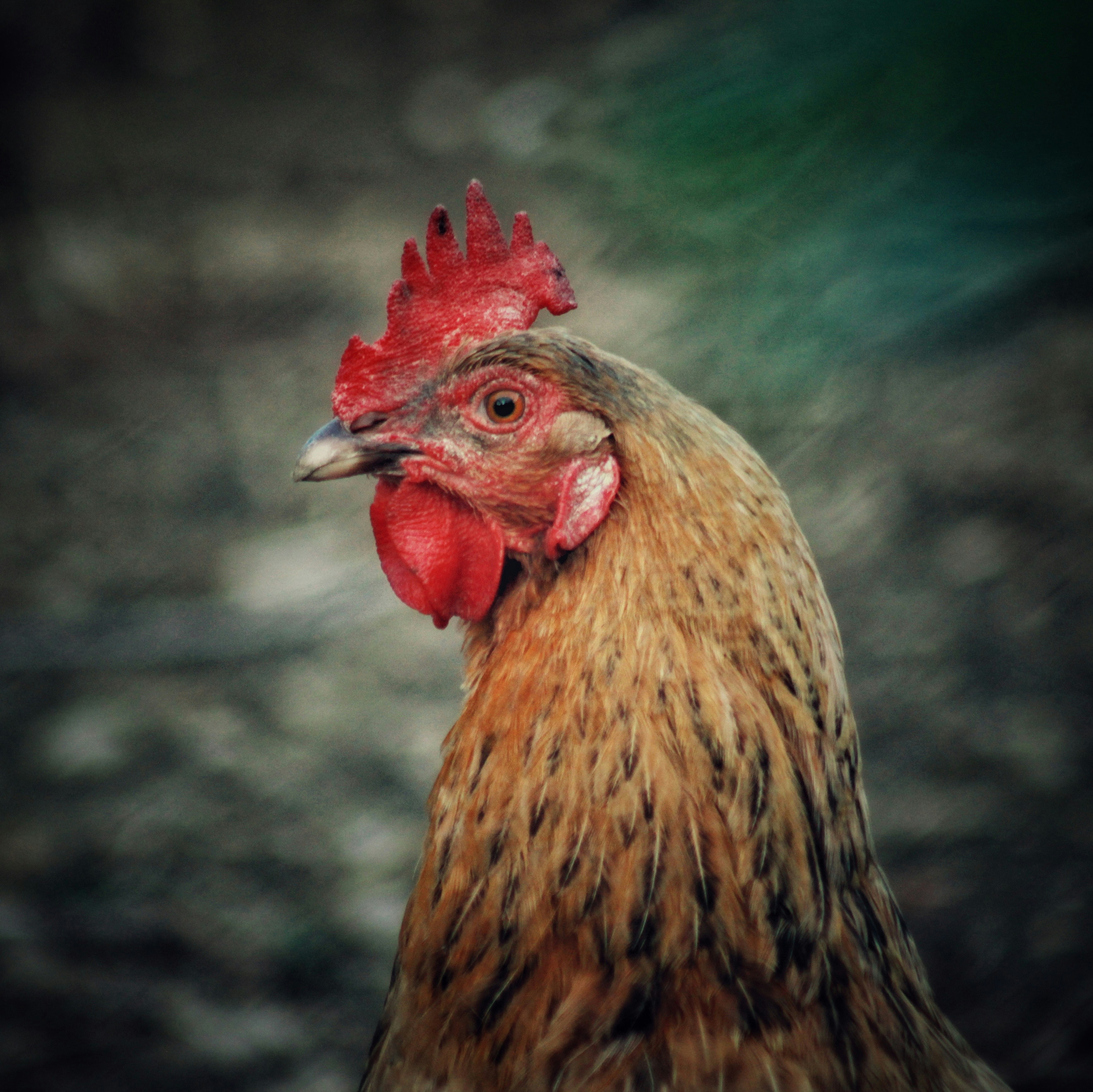 Divertidas Tarjetas De Cumpleaños Para Hombres – Libera A La Gallina  Agrietada – Tarjetas De Meme De Broma, image size:3000x2998