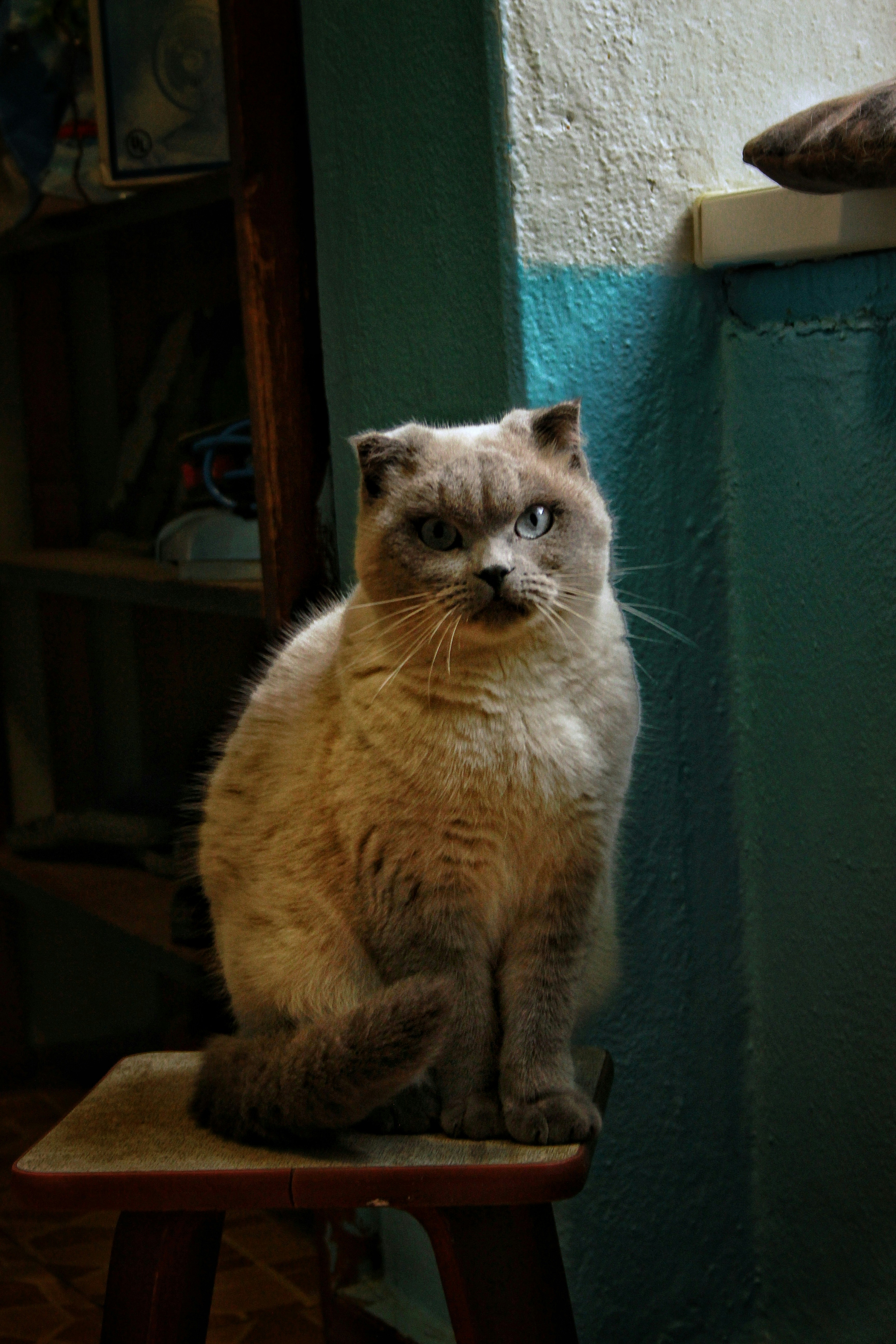 A gray cat sits atop a small stool.
