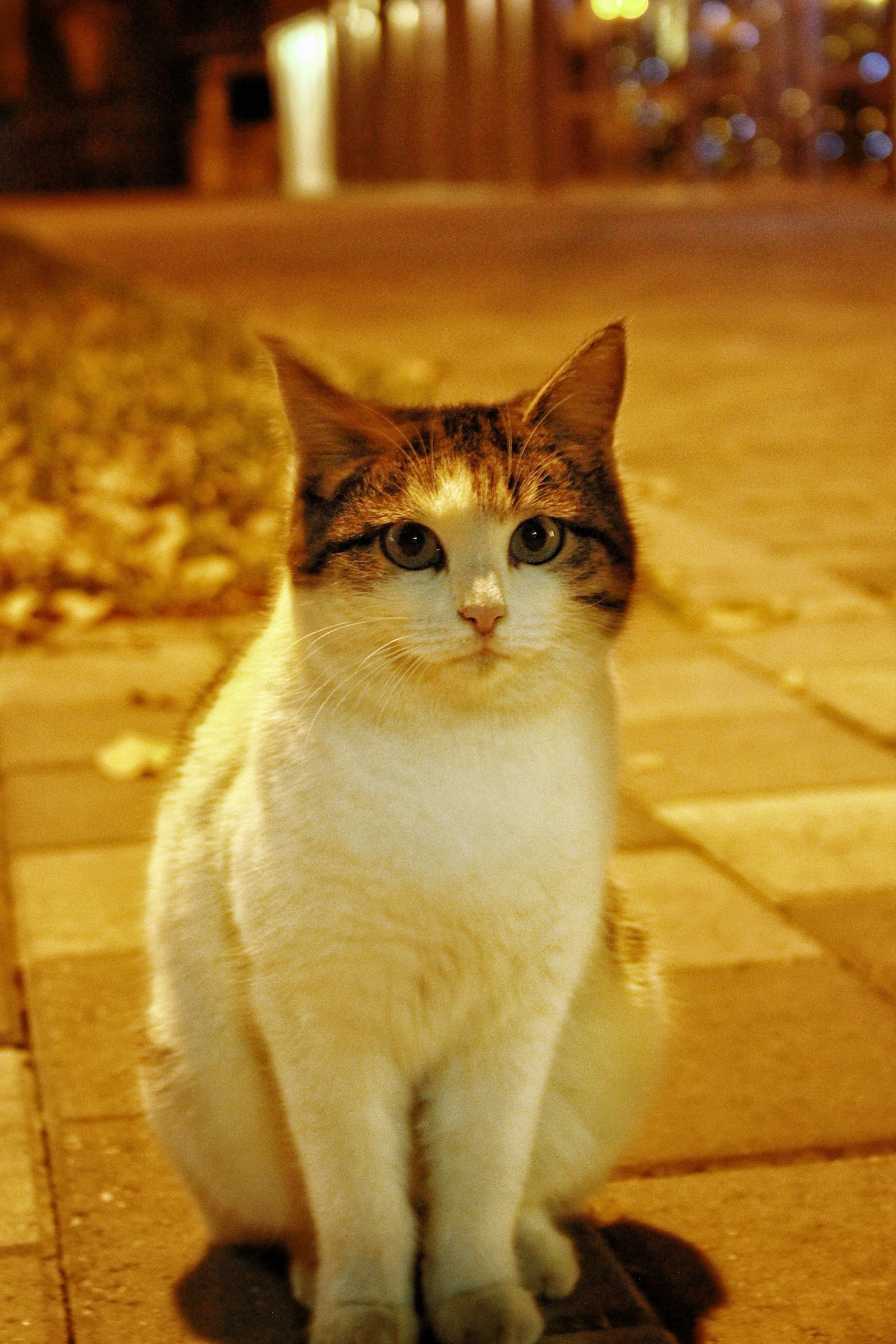 A cat sits on a brick path at night.