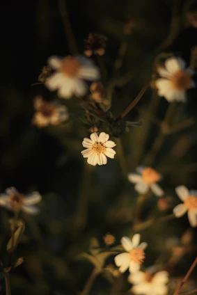 White flowers bloom against a dark background.