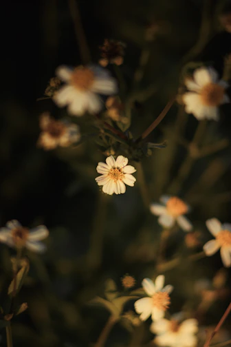 White flowers bloom against a dark background.