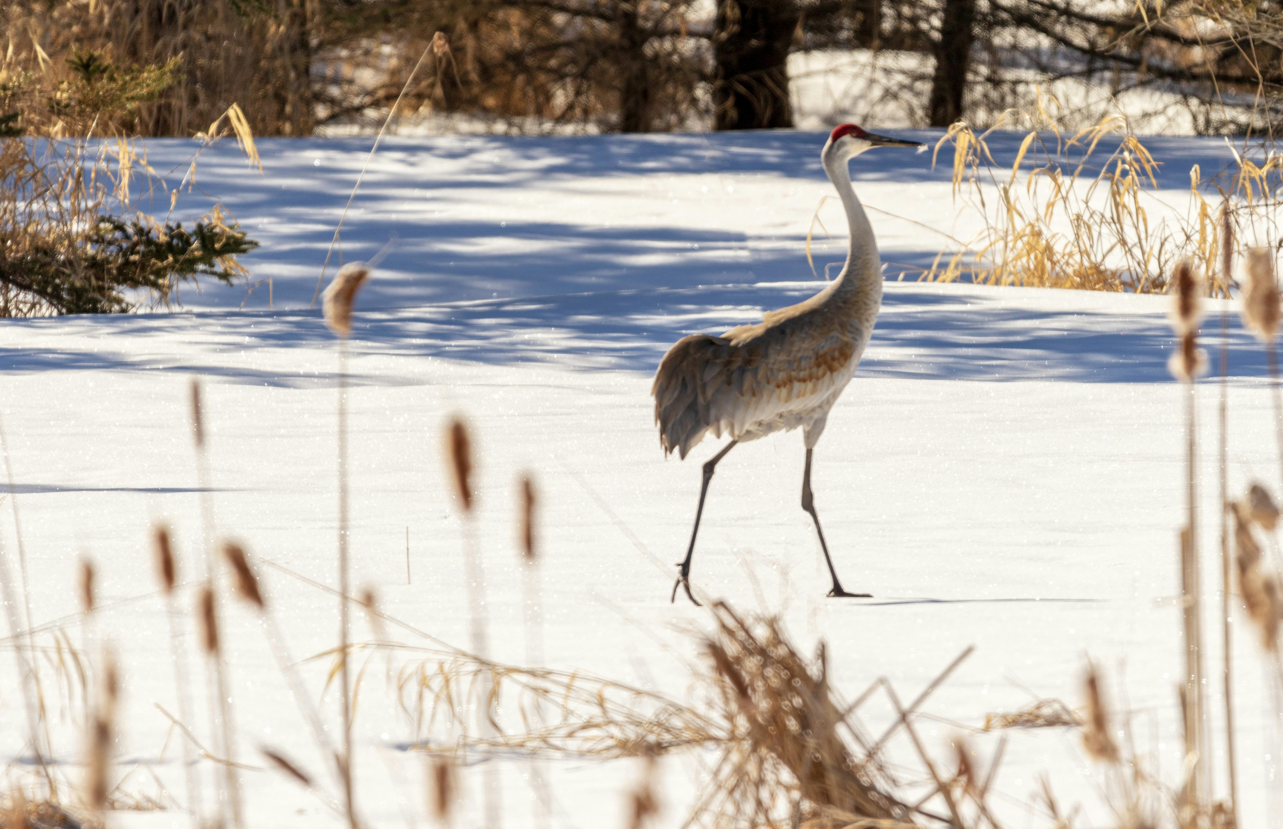 Ein Sandhügelkranich läuft durch eine verschneite Landschaft.