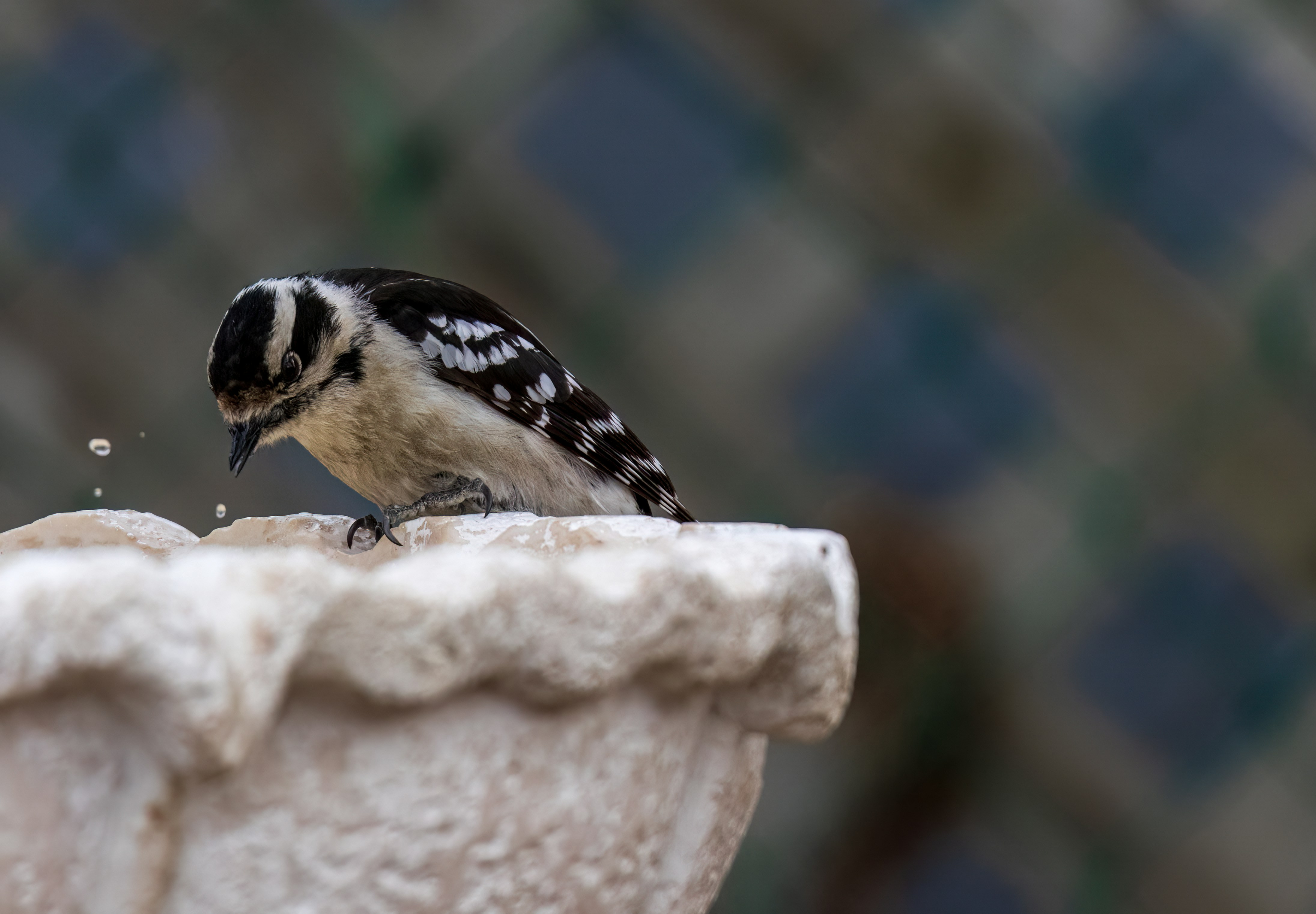 Ein Specht trinkt Wasser aus einem Brunnen.