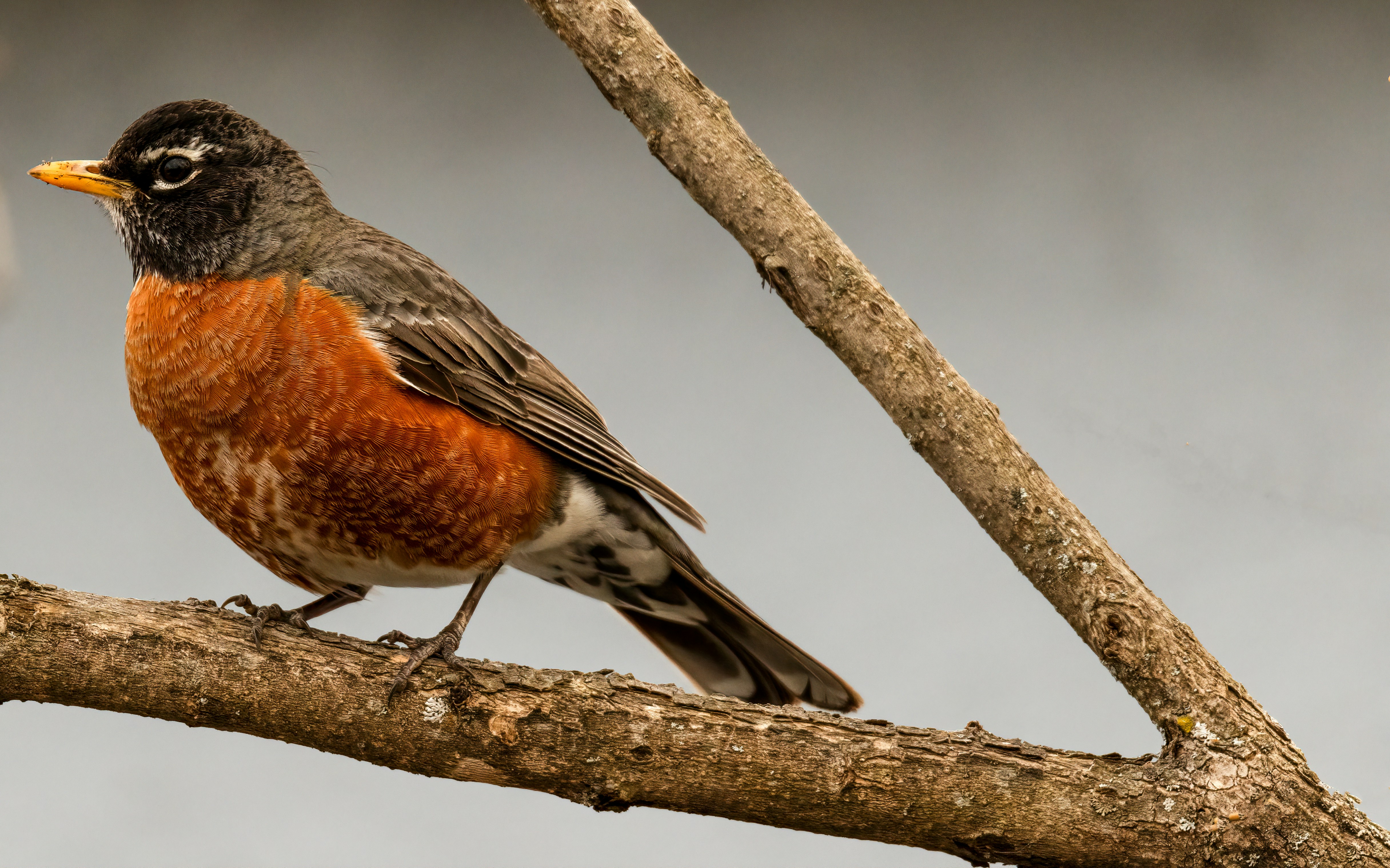 Ein Rotkehlchen sitzt auf einem Ast.