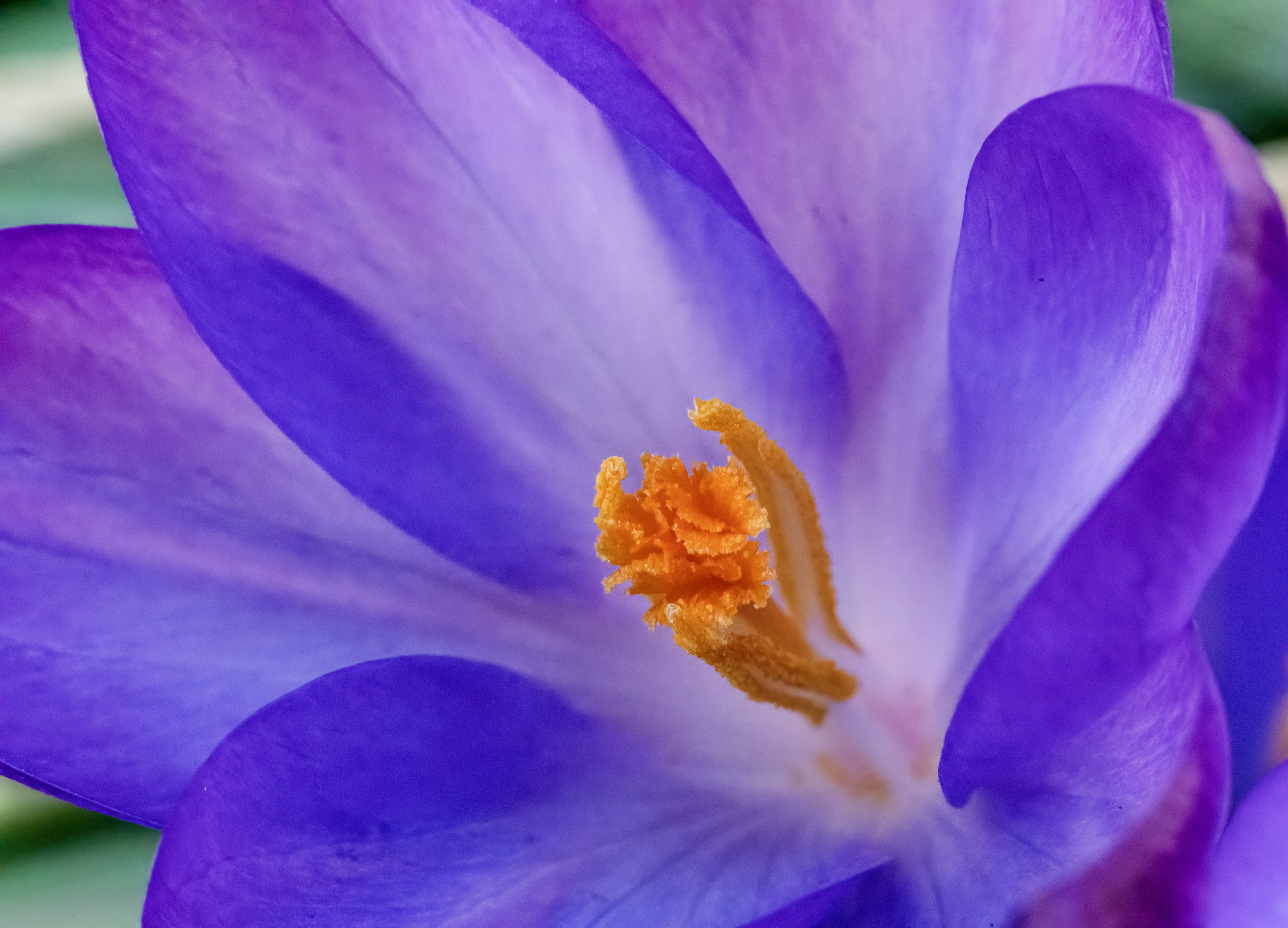Eine leuchtend violette Krokusblüte aus nächster Nähe.