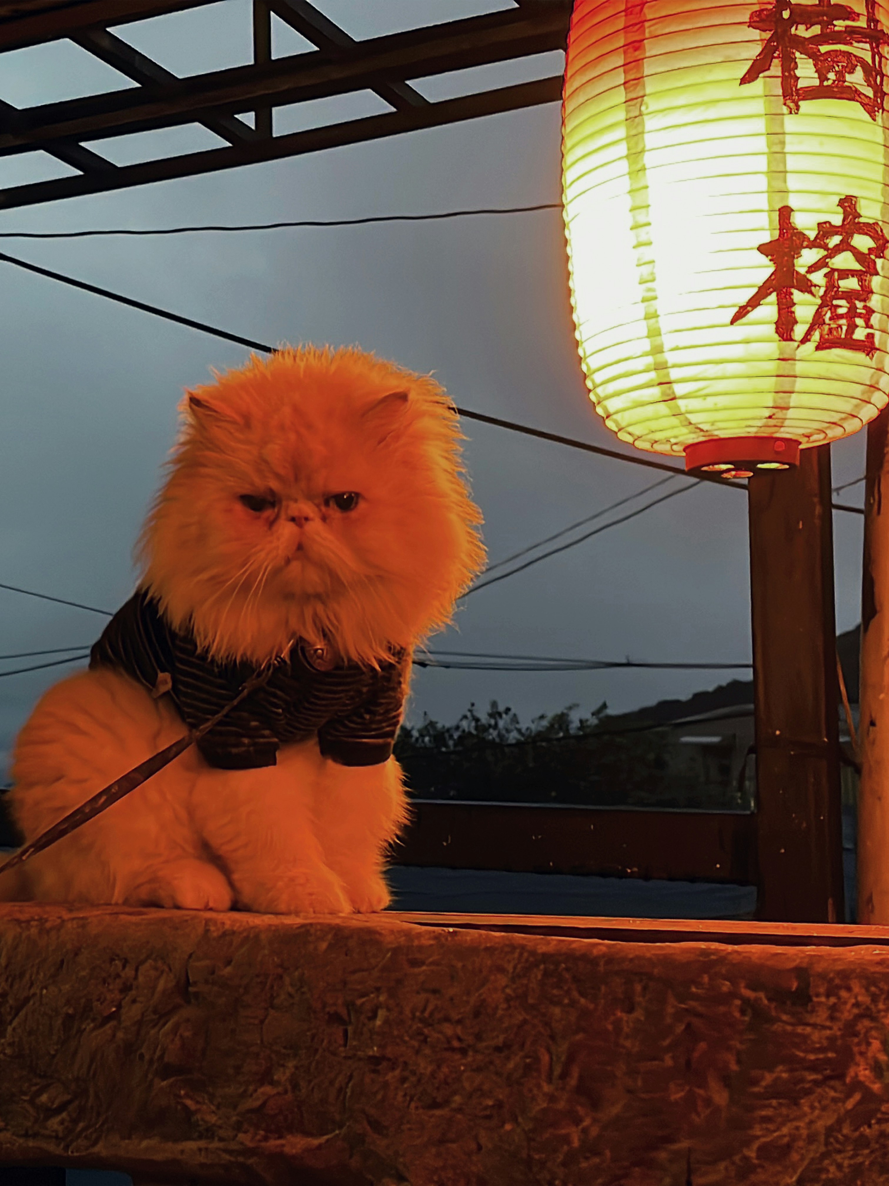 A grumpy cat sits under a lantern.