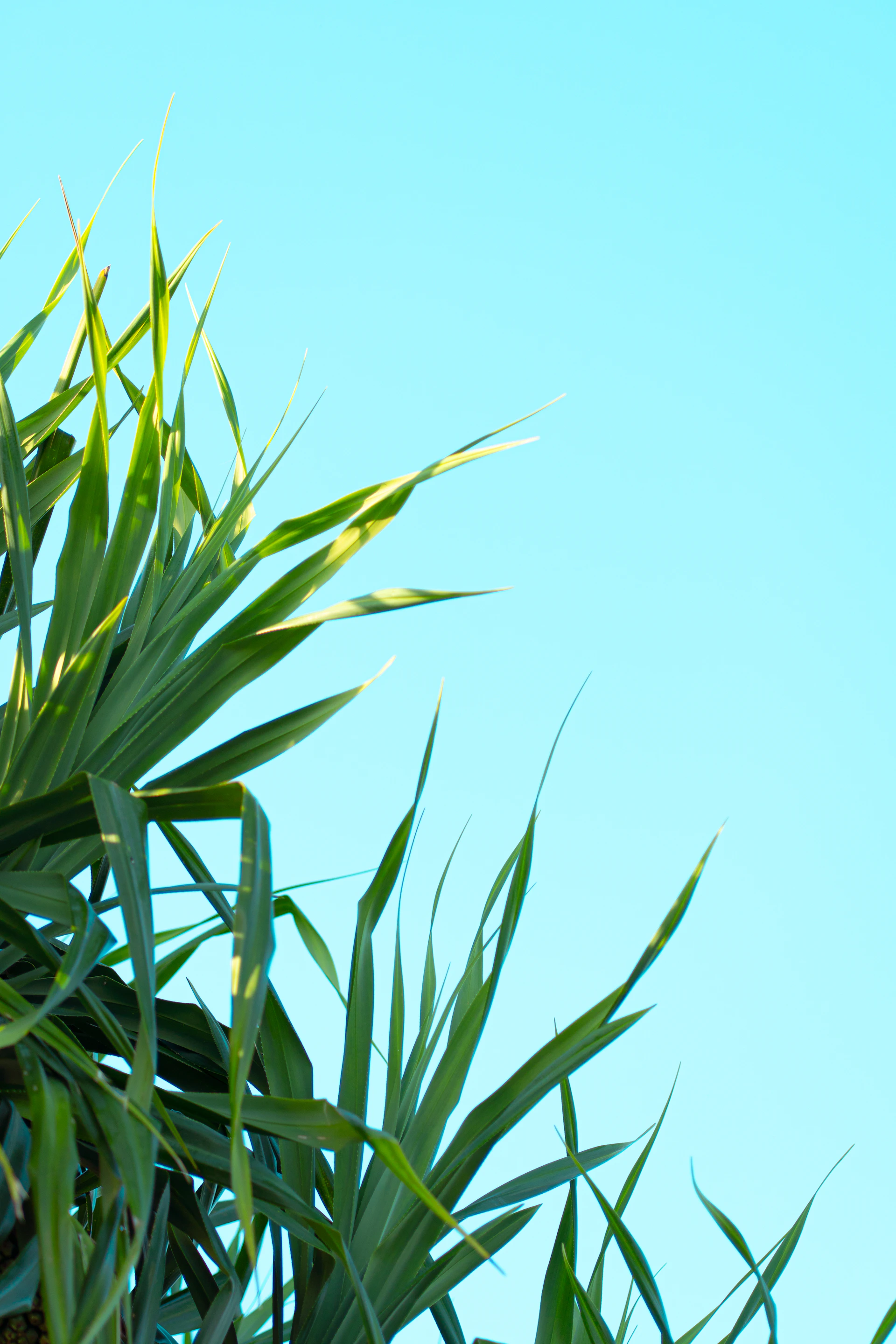 Green leaves contrast against a blue sky.