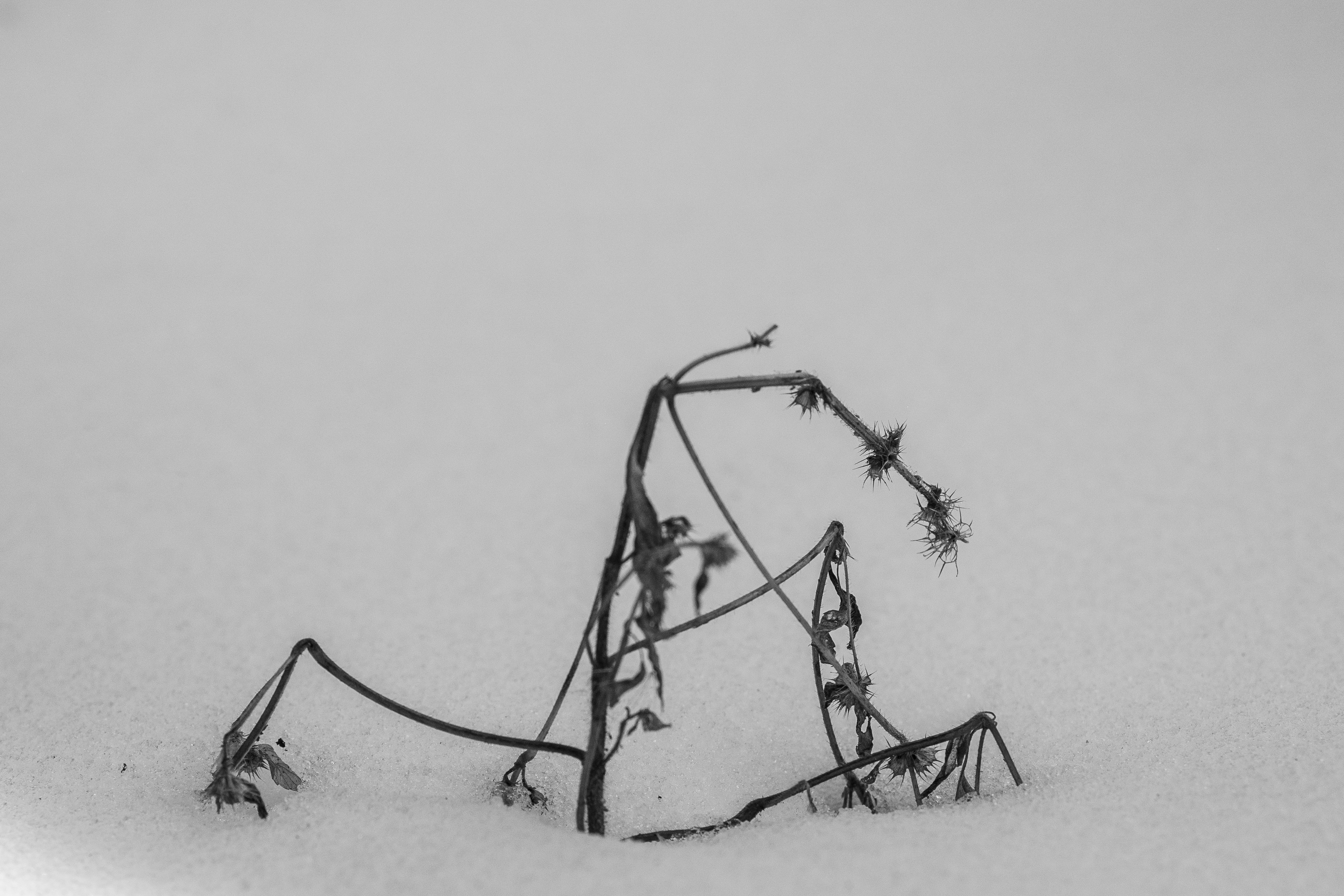 Photo by hayko_badalyan