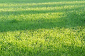 Green grass bathed in sunlight creates shadows.