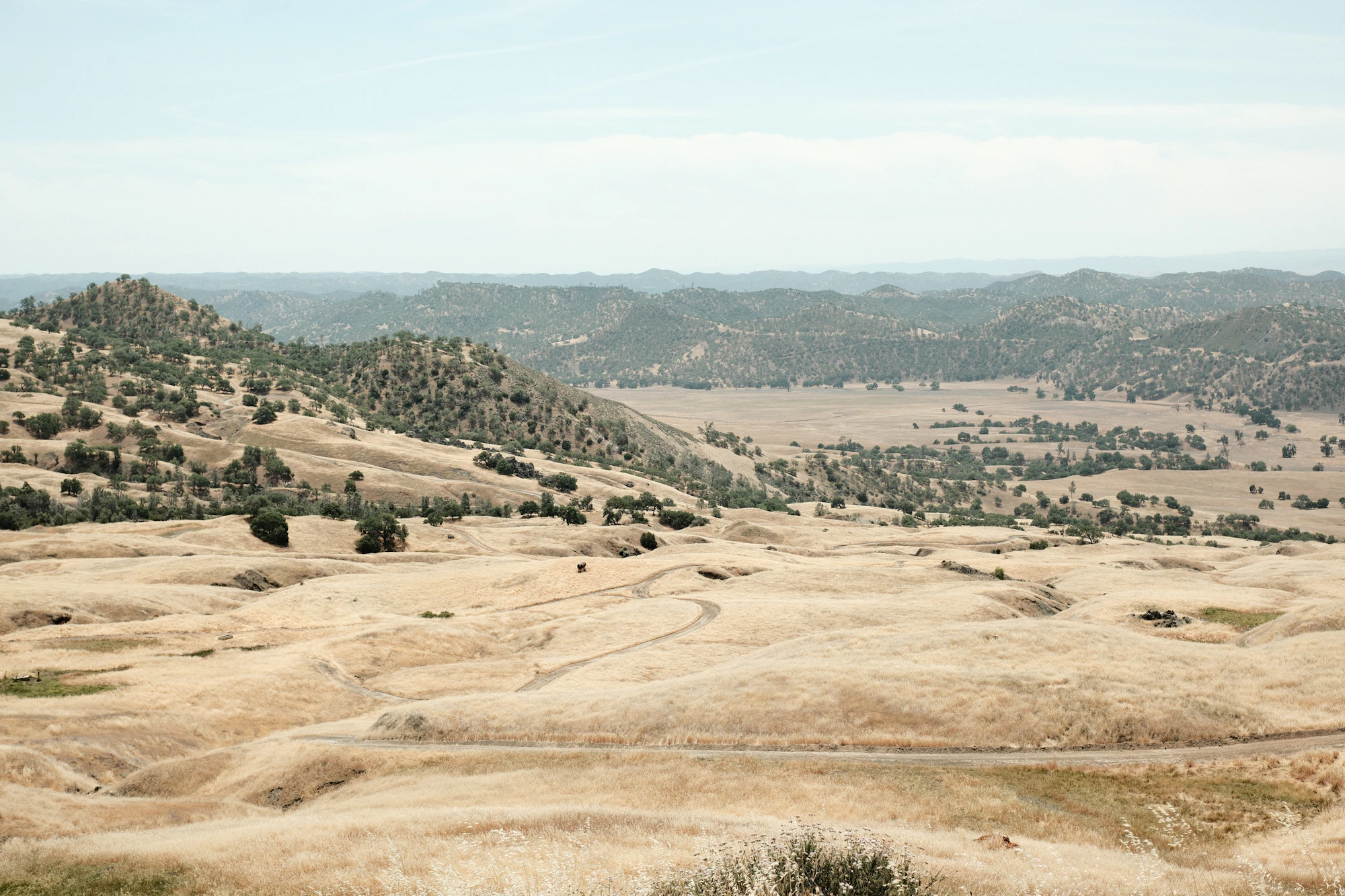 Dry golden grassland hills with scattered trees under a pale, hazy sky