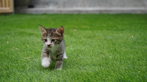 A kitten walks happily on the green grass.