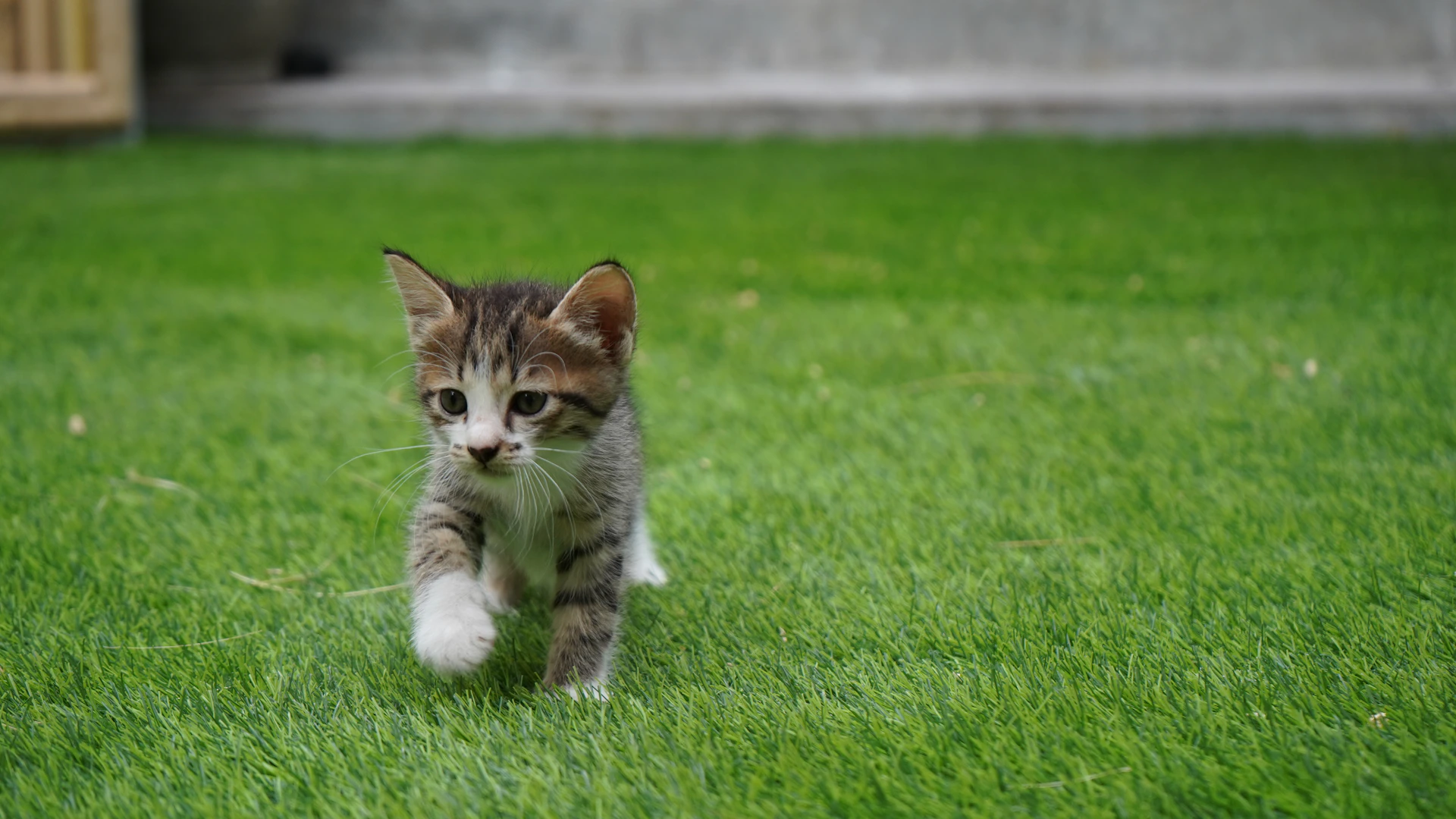 A kitten walks happily on the green grass.
