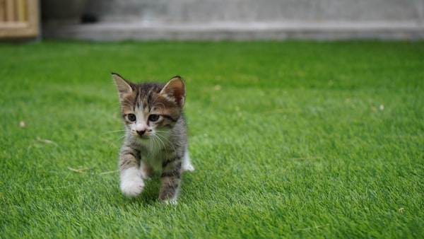 Pet Turf