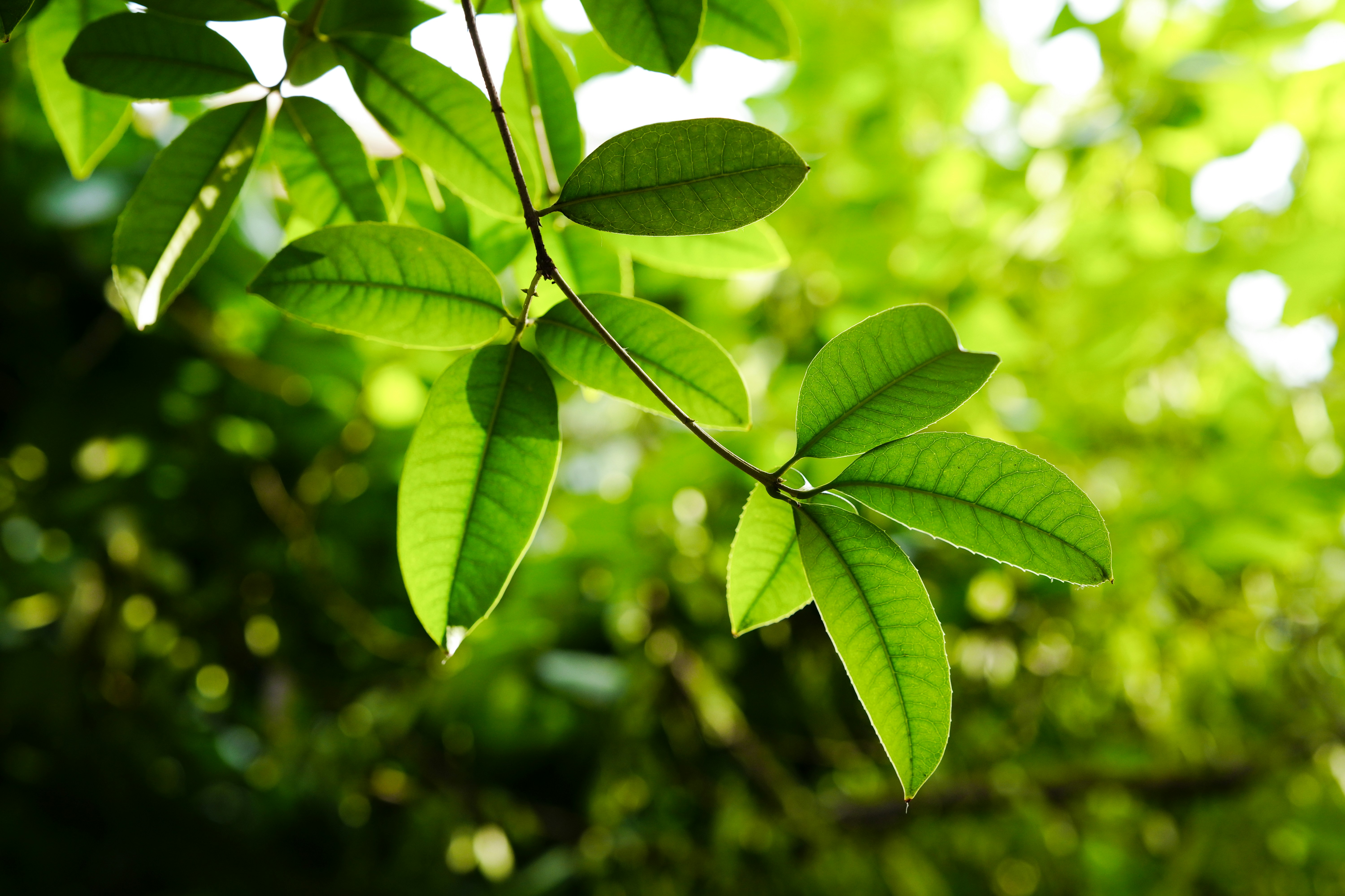 tea tree oil leaves, wallpaper, Tea Tree Oil Antibacterial Properties: A Comprehensive Guide 4